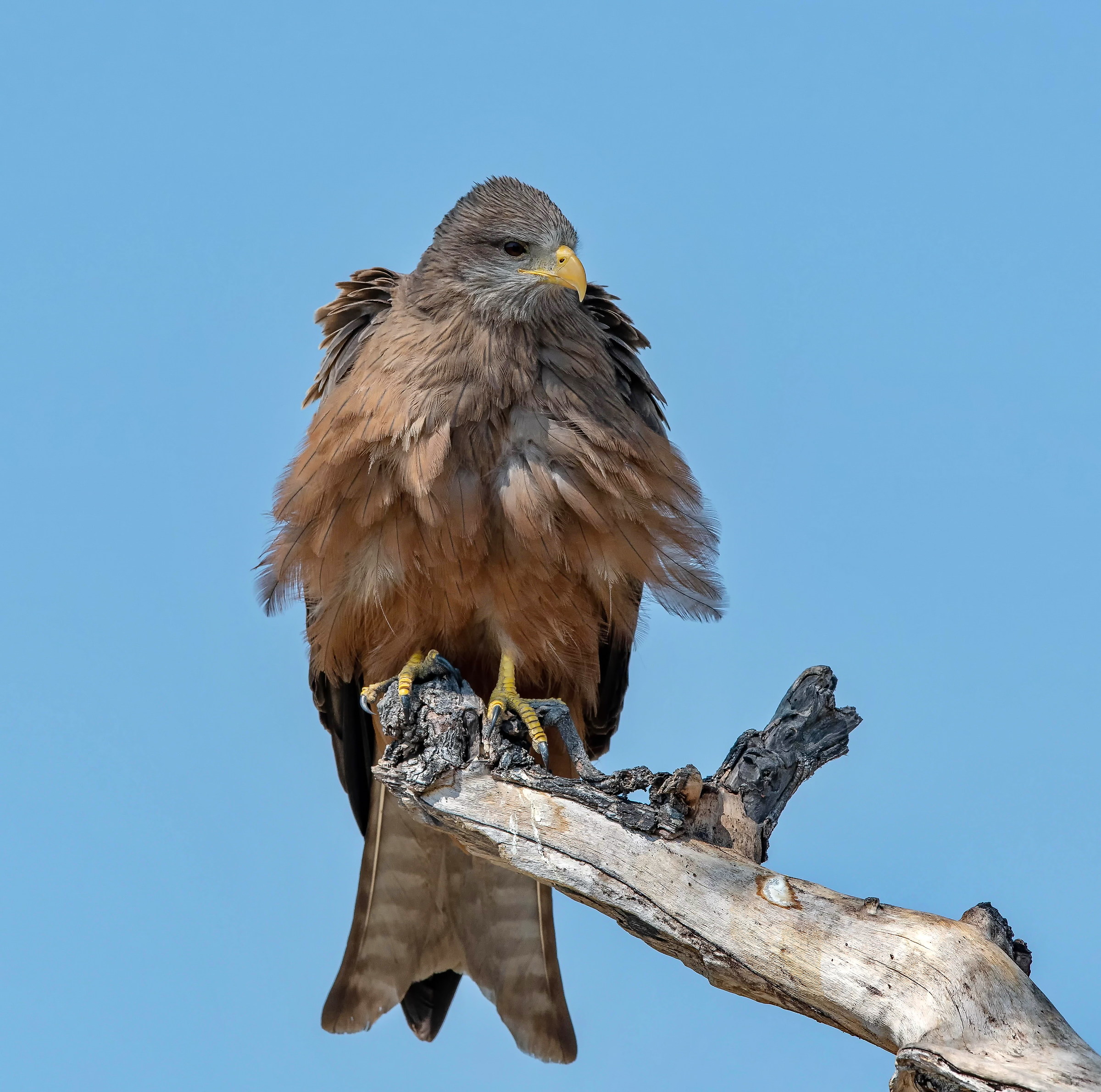 Yellowbilled Kite