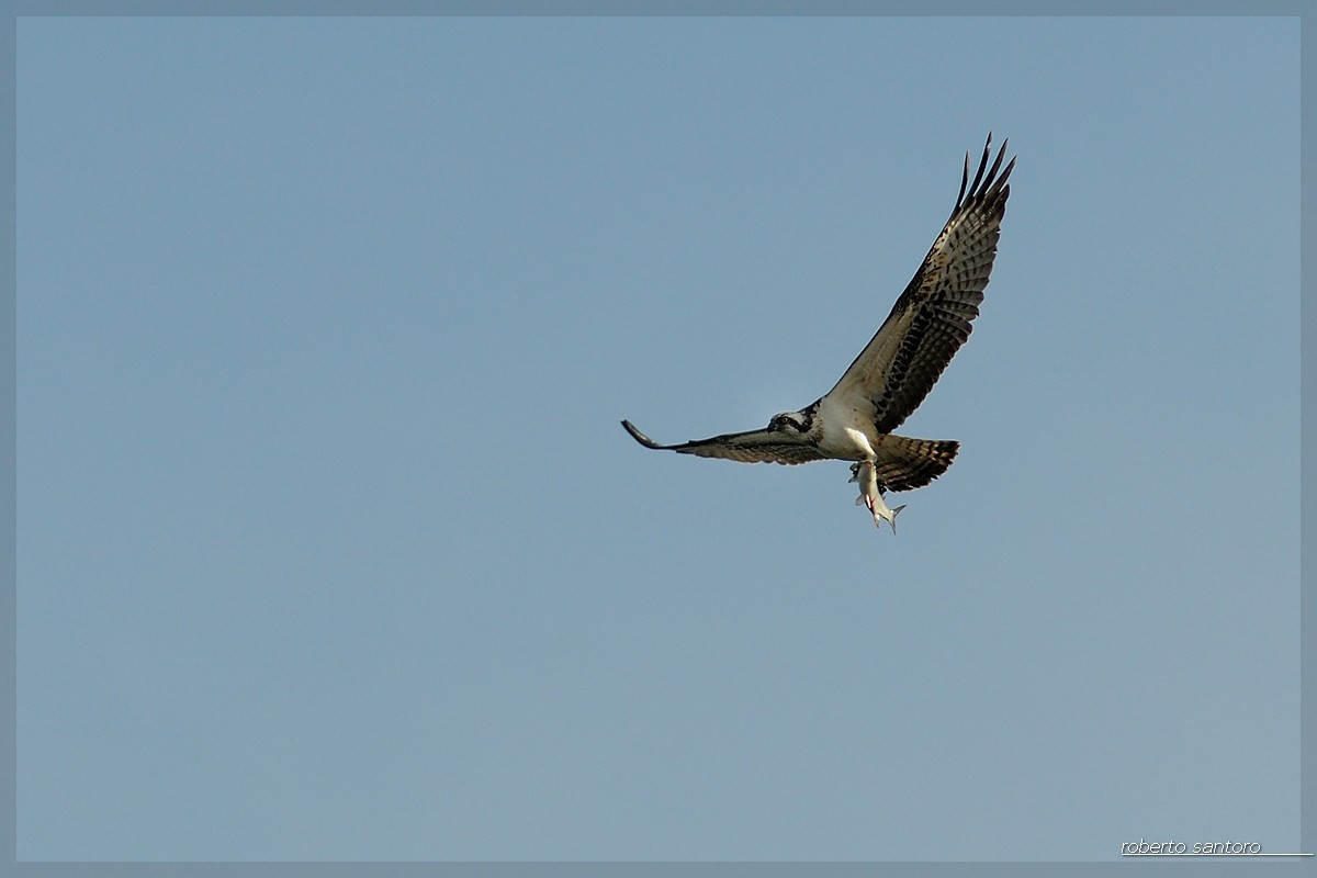 Osprey