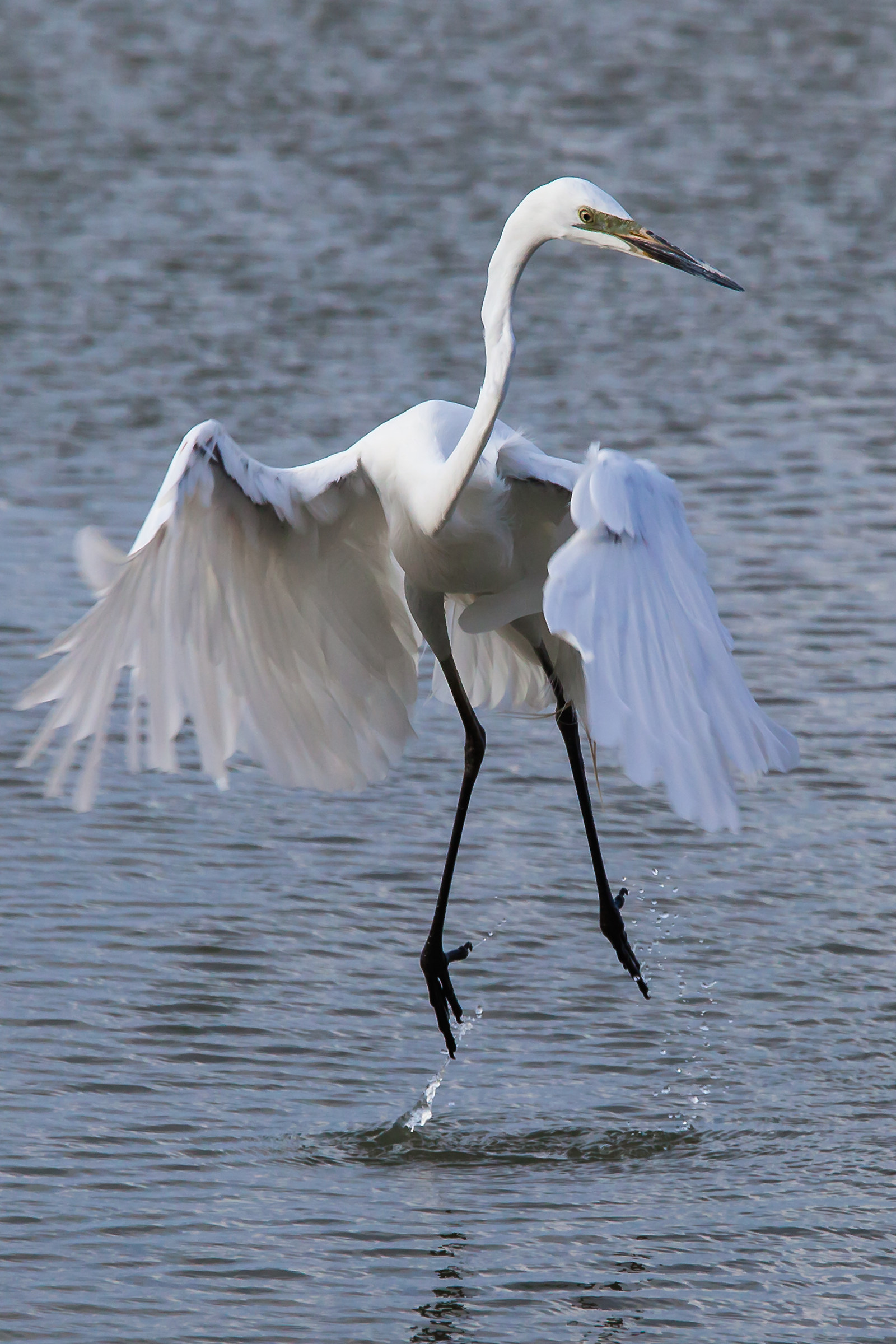 Dancing on the water