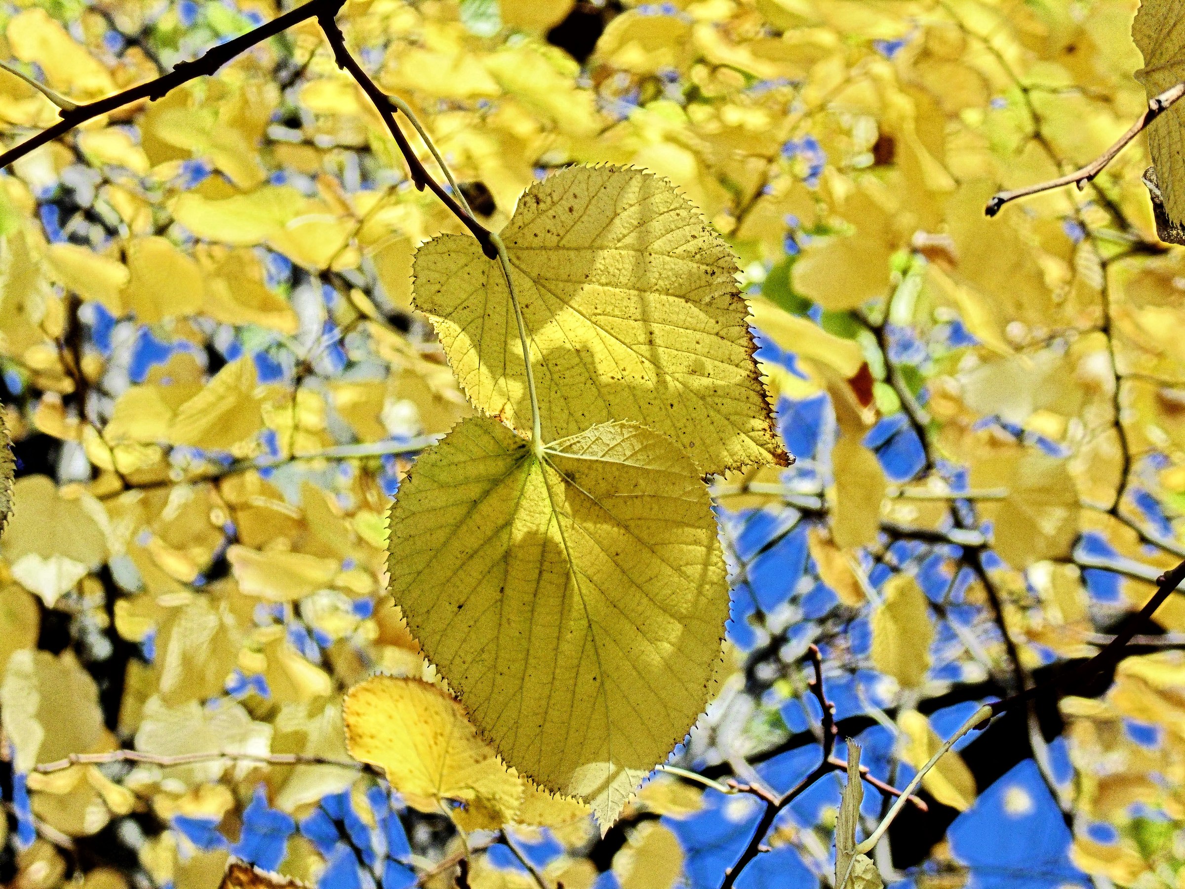 Giallo autunnale