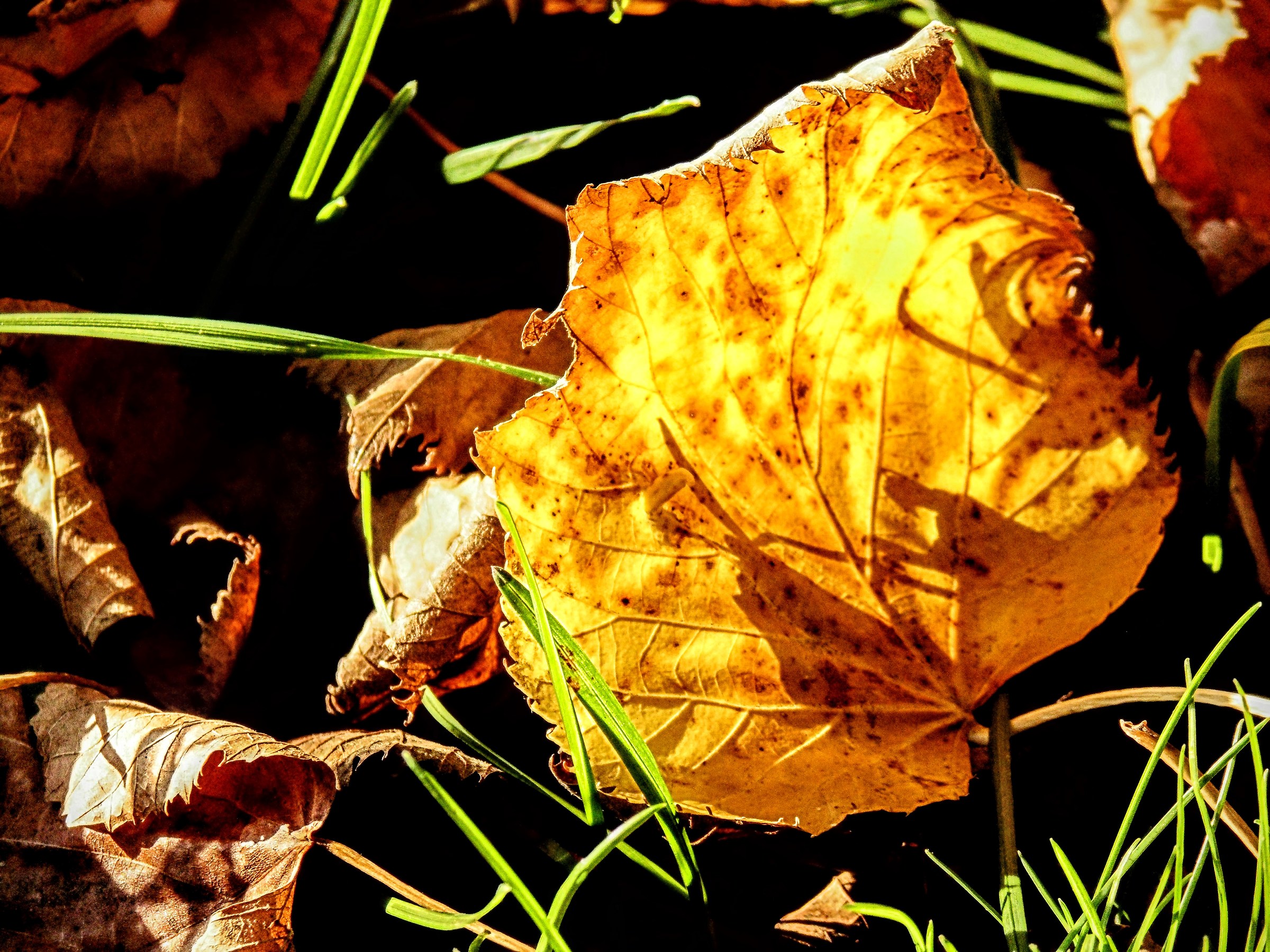 La luce colpisce la natura morta