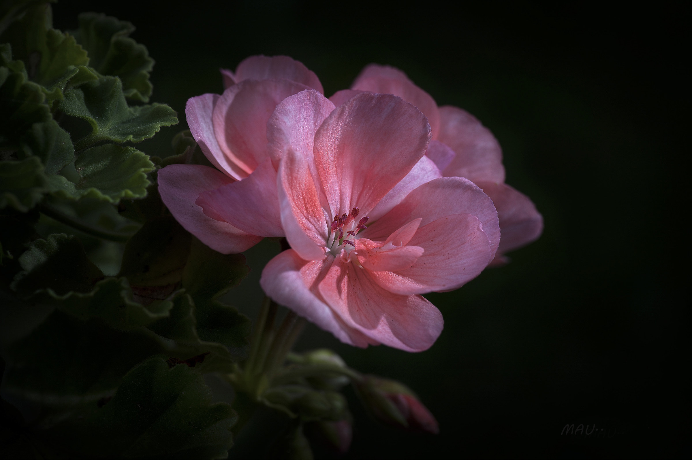 Geranio.. Pelargonium zonale