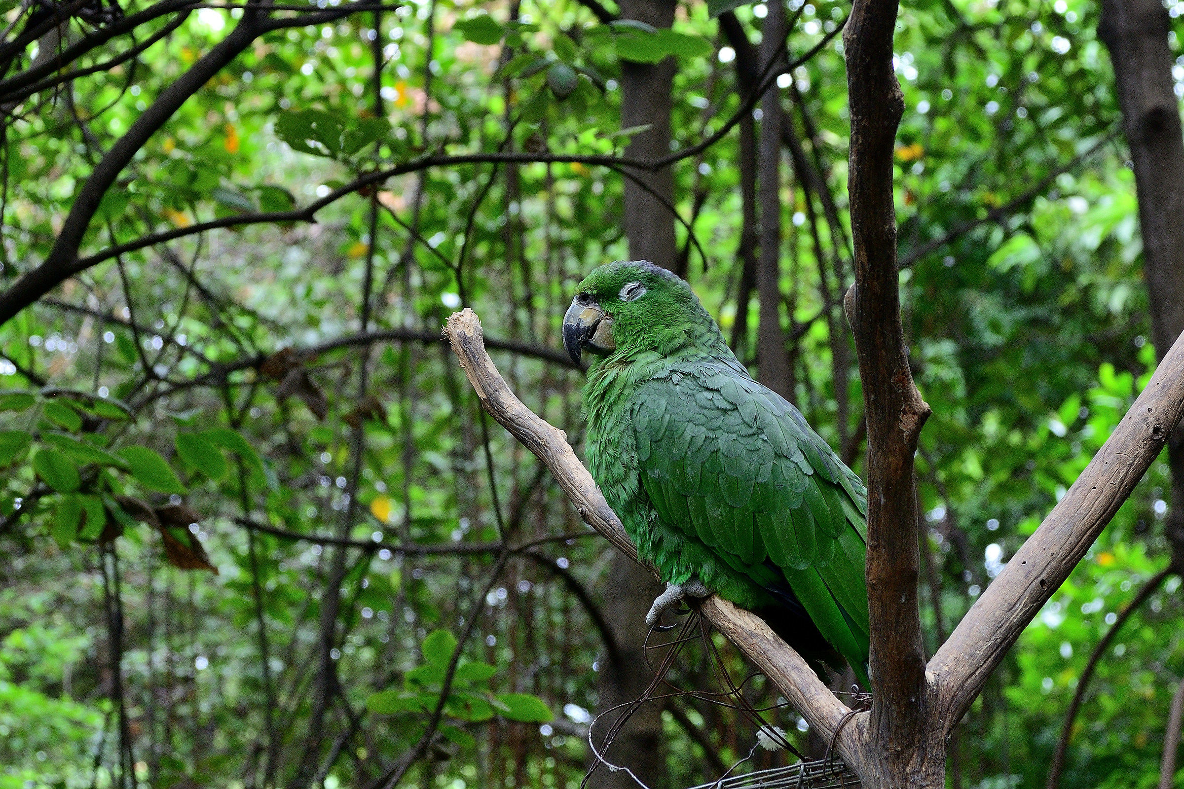 Resident of the Finca