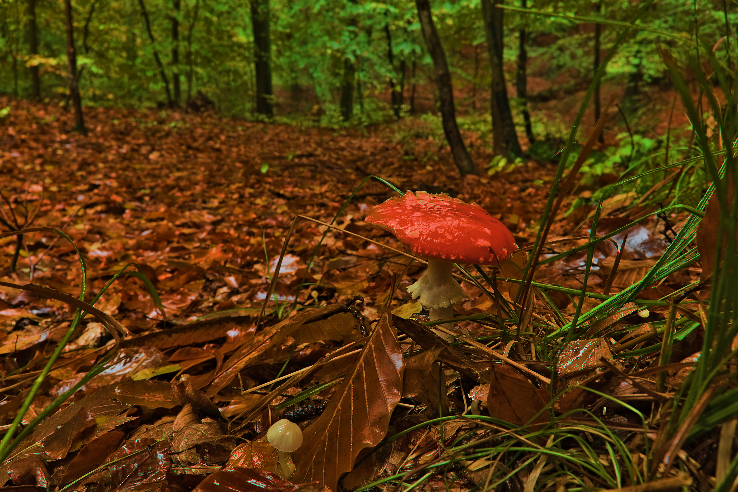 Amanita Muscaria dopo una forte pioggia