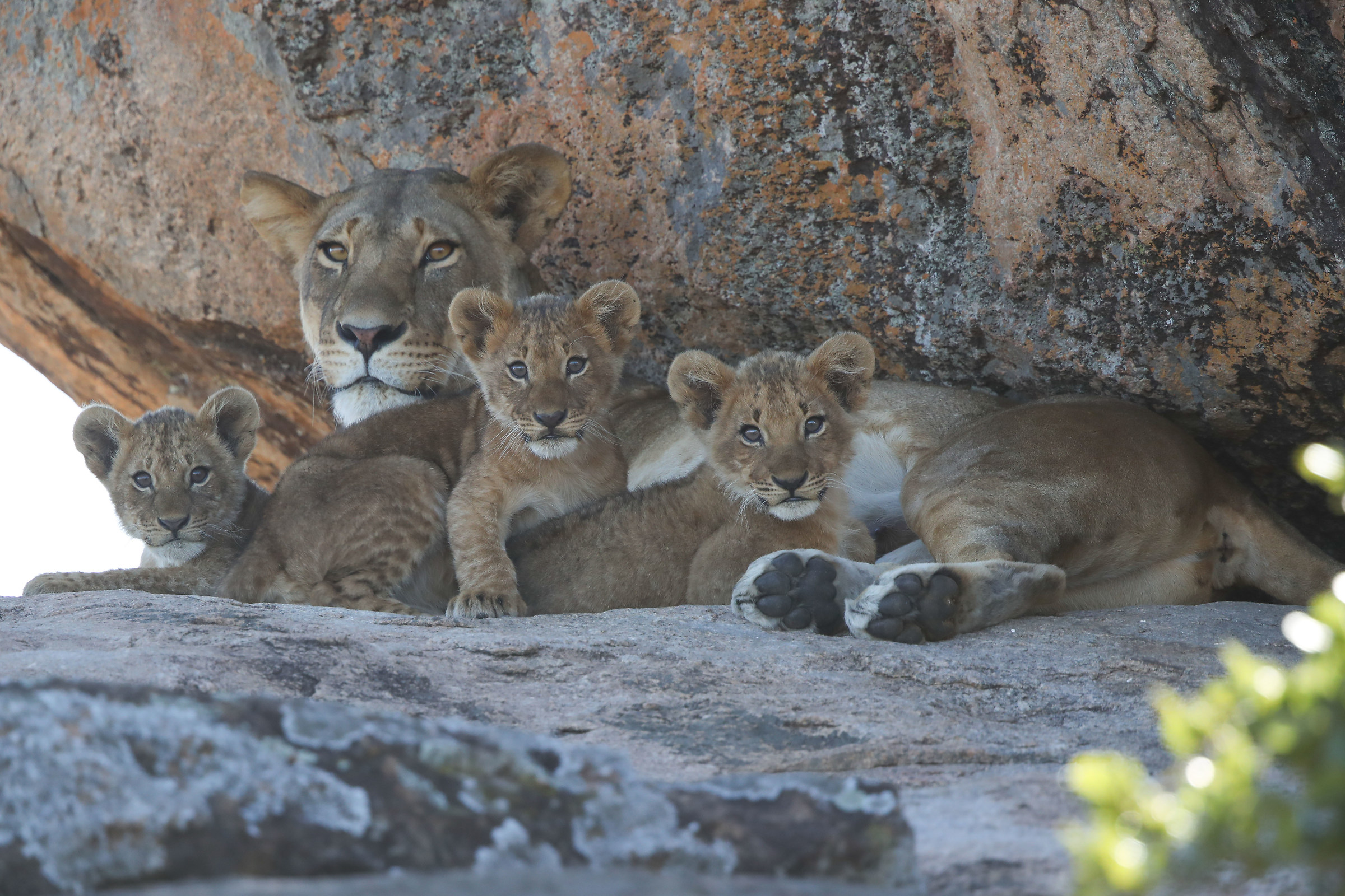 Leonessa con cuccioli  settembre 2018 zona Lobo Lodge