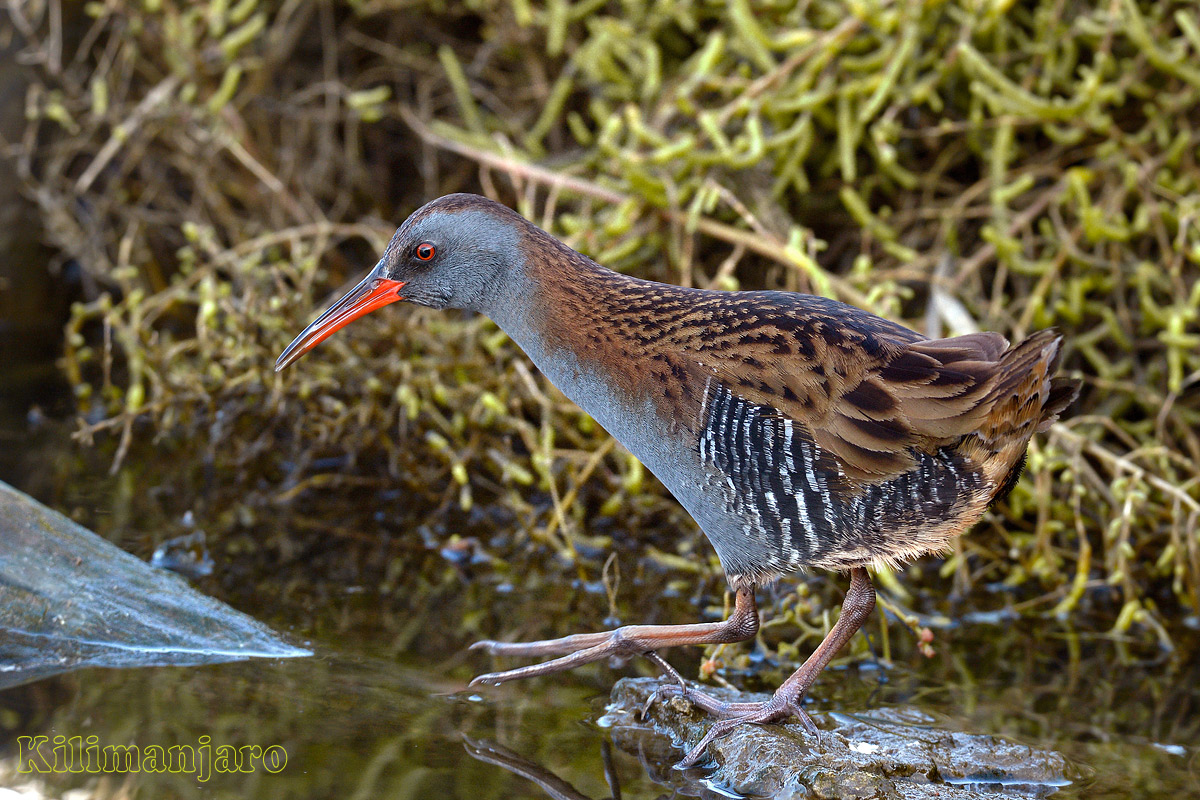 Brrrrrrr..... Fredda !!!!!!!!!