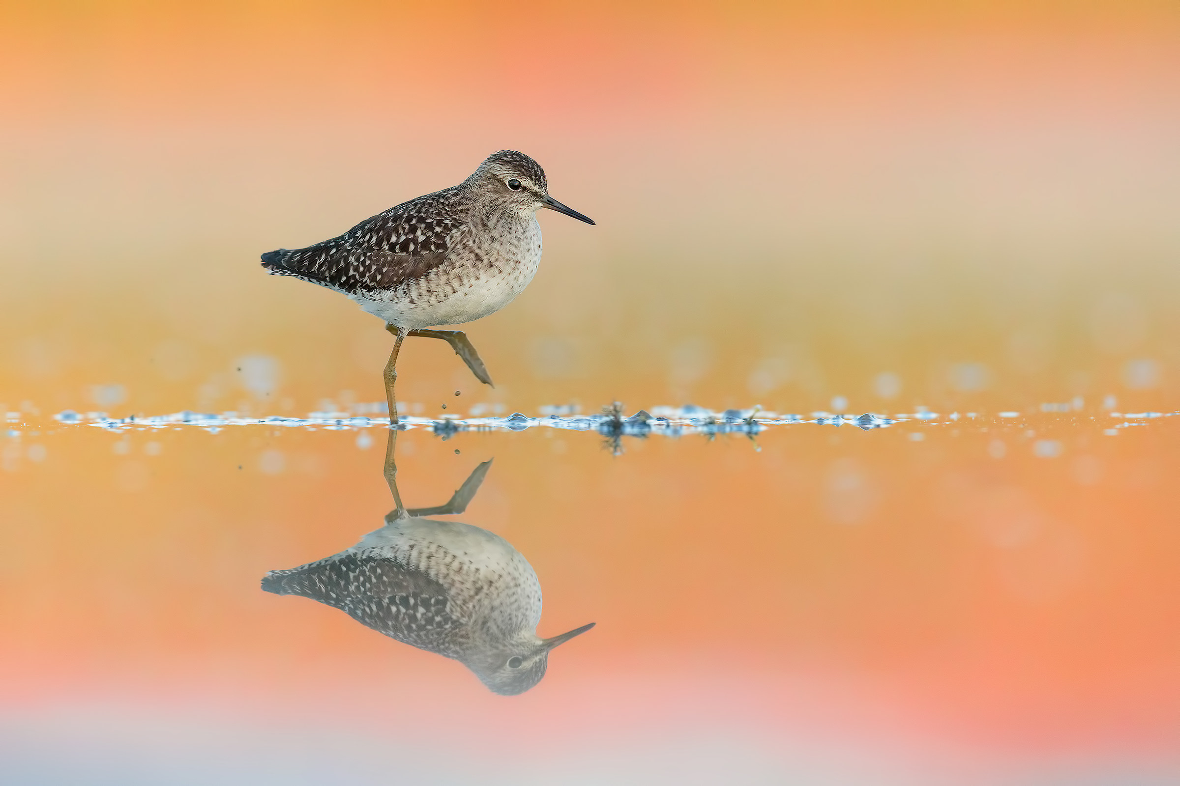 Piro Piro Boschereccio