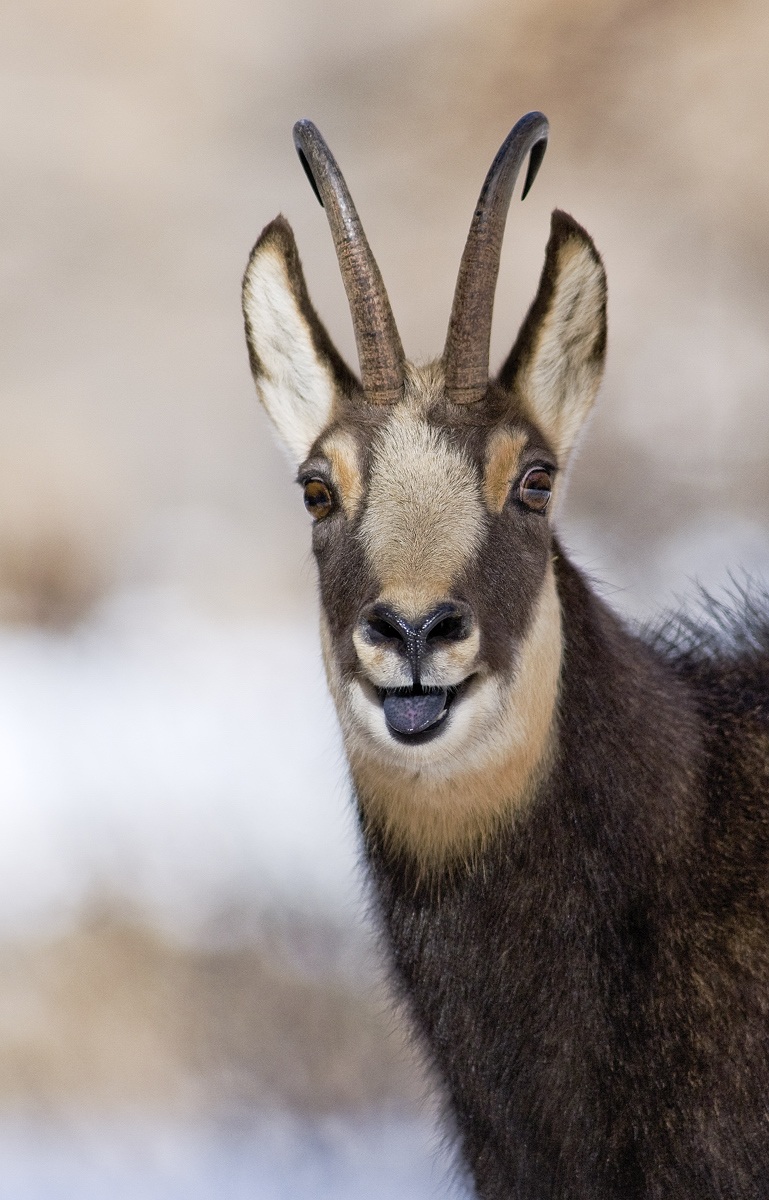 chamois