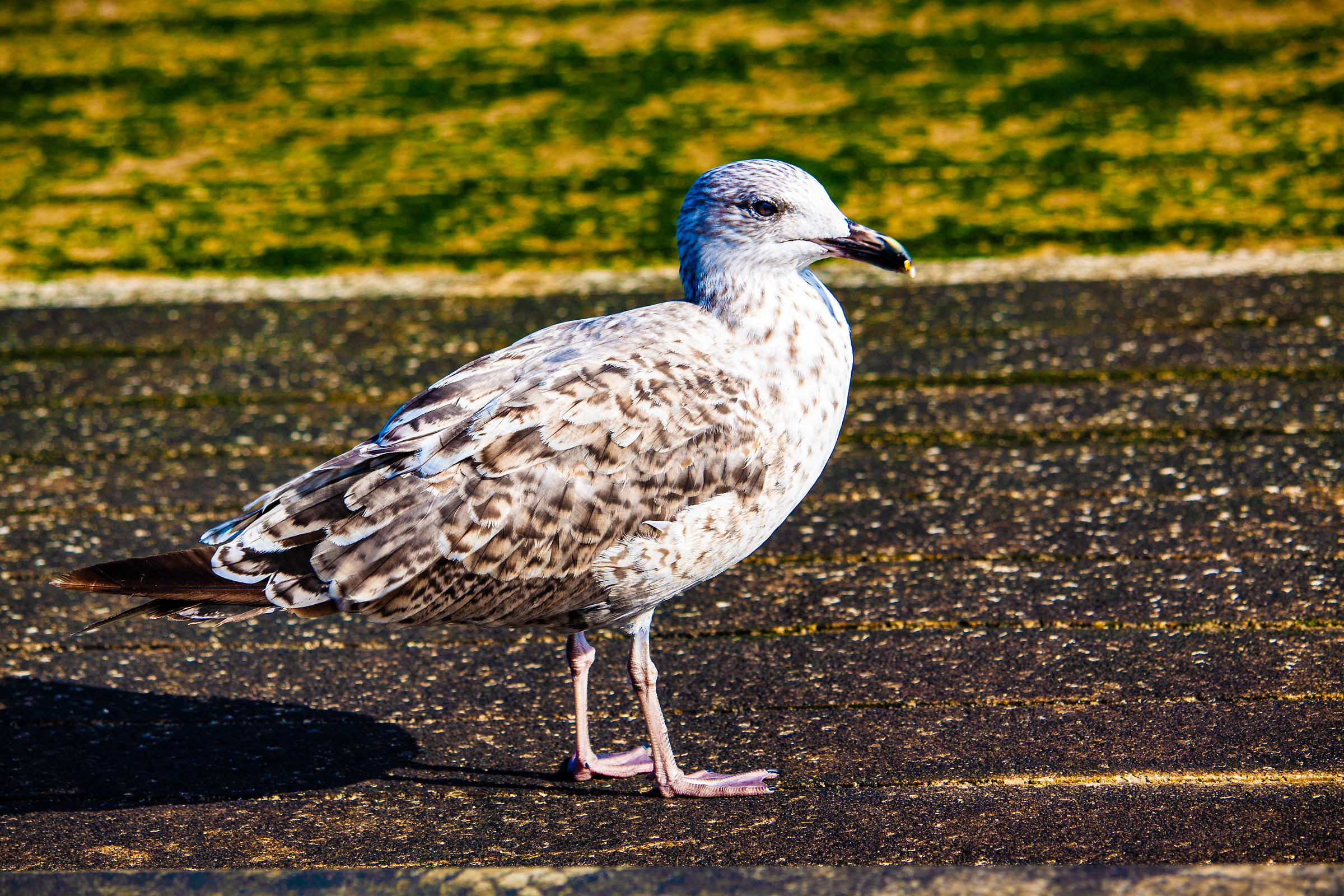 Ocean Shores and Wildlife