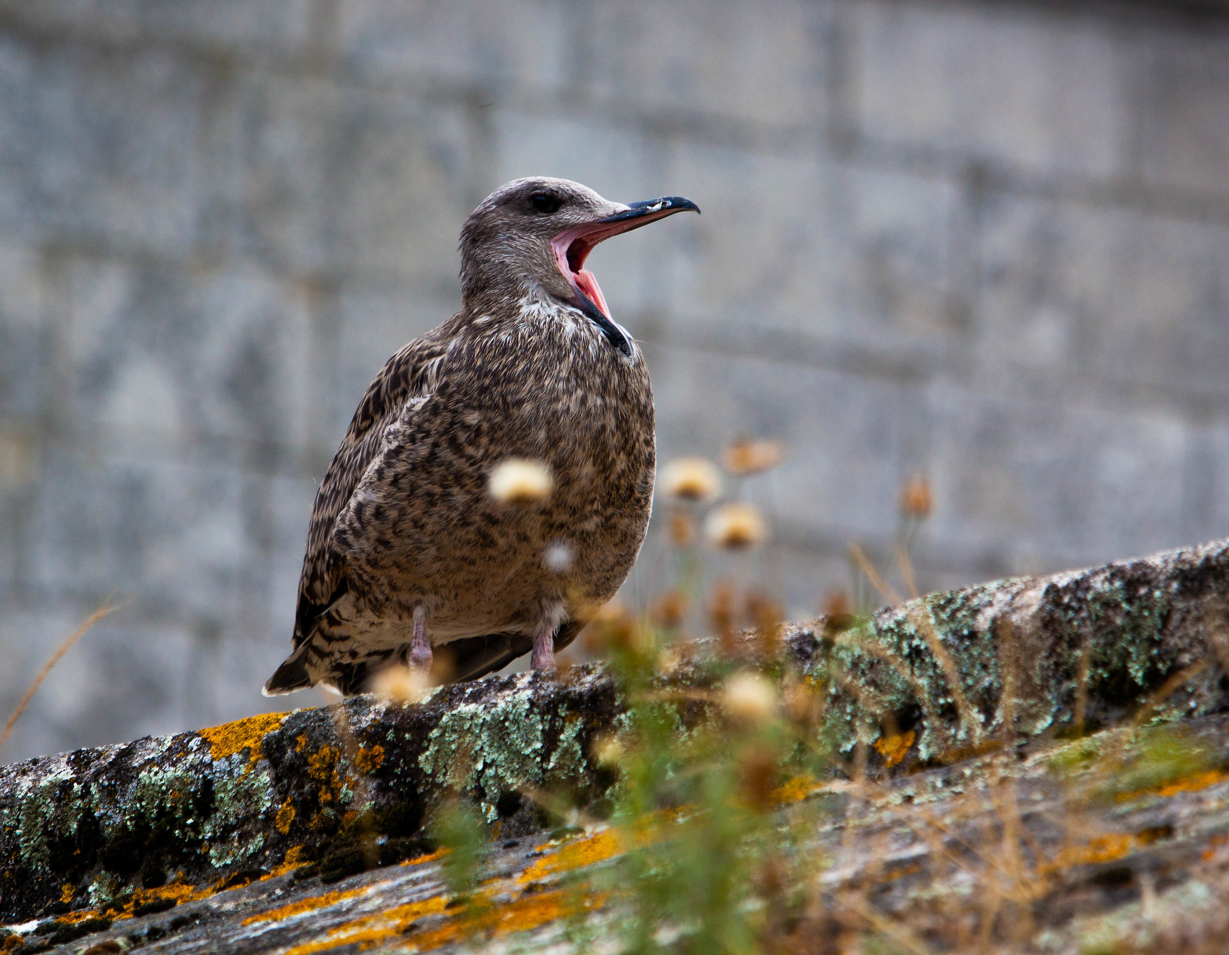Bird are looking for food