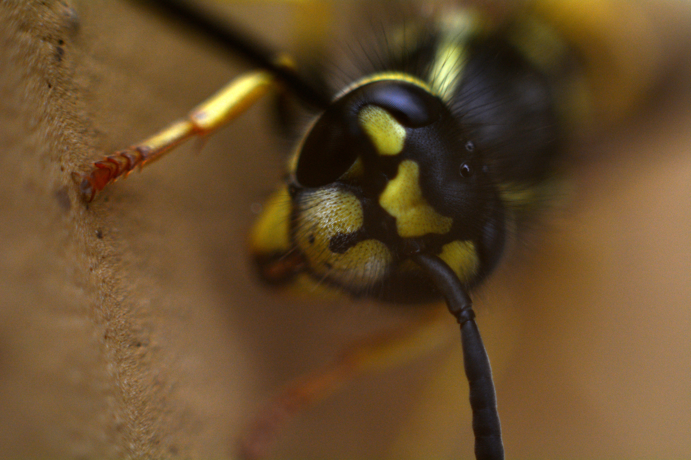 2:1 macro wasp