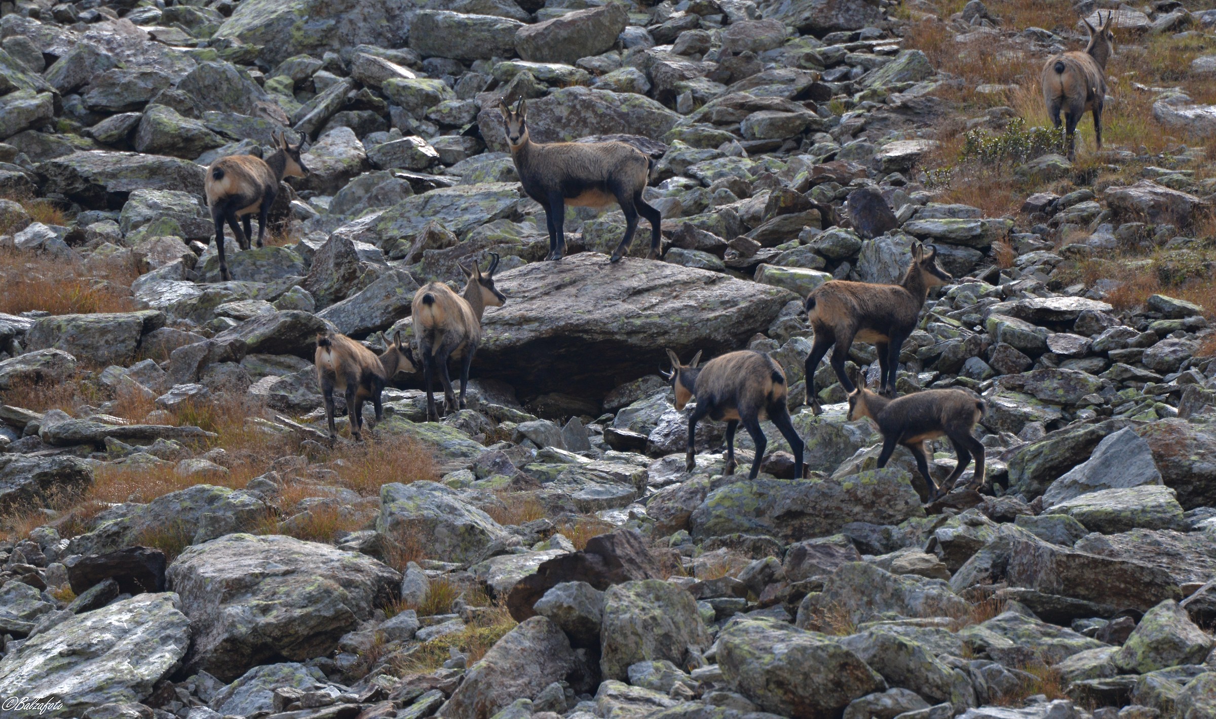 Group of Chami with small