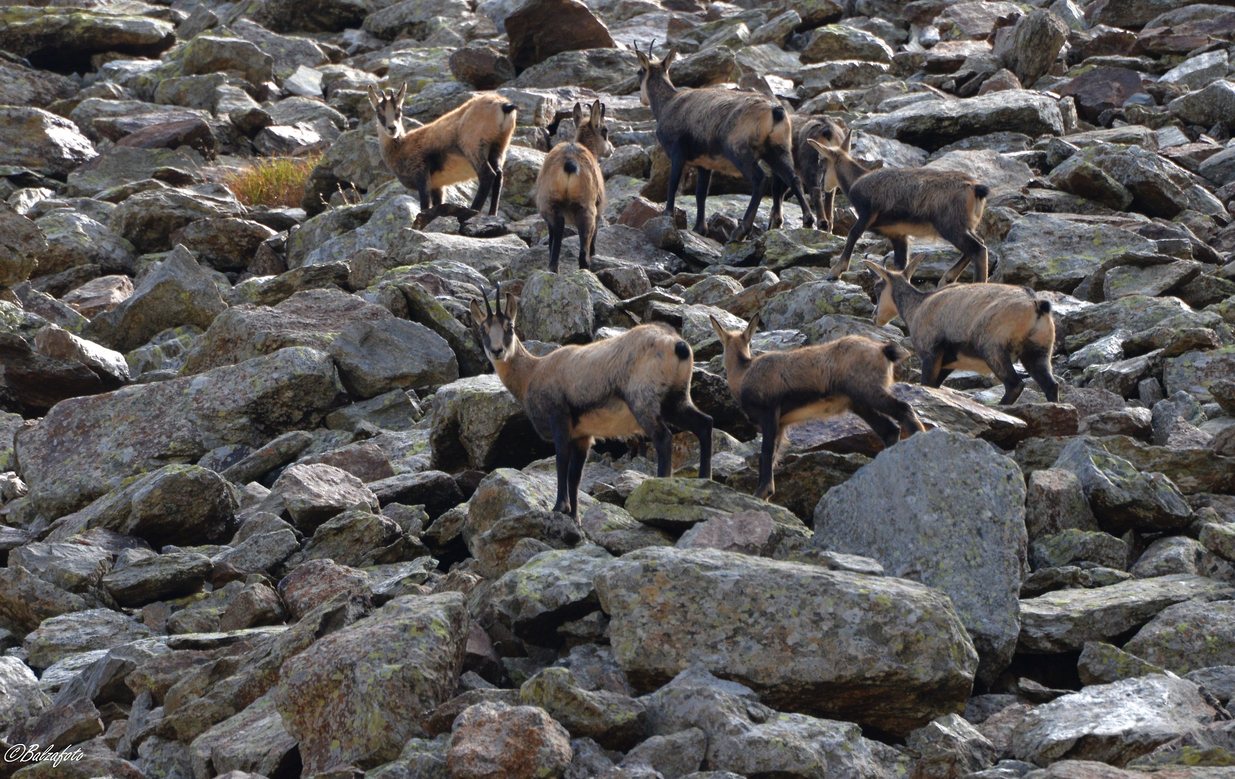 Group of Chami with small
