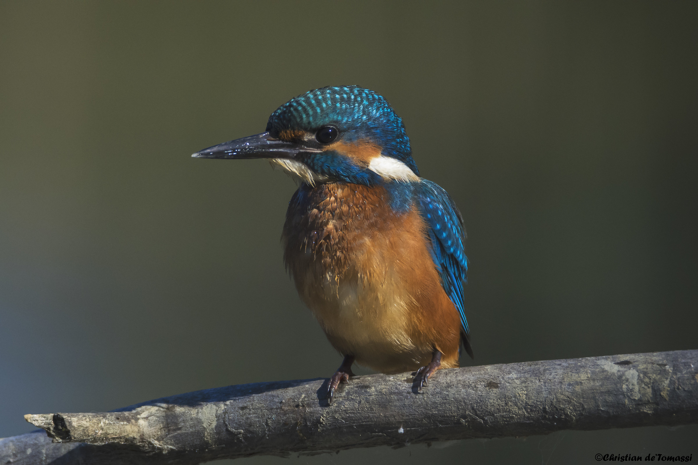 Kingfisher