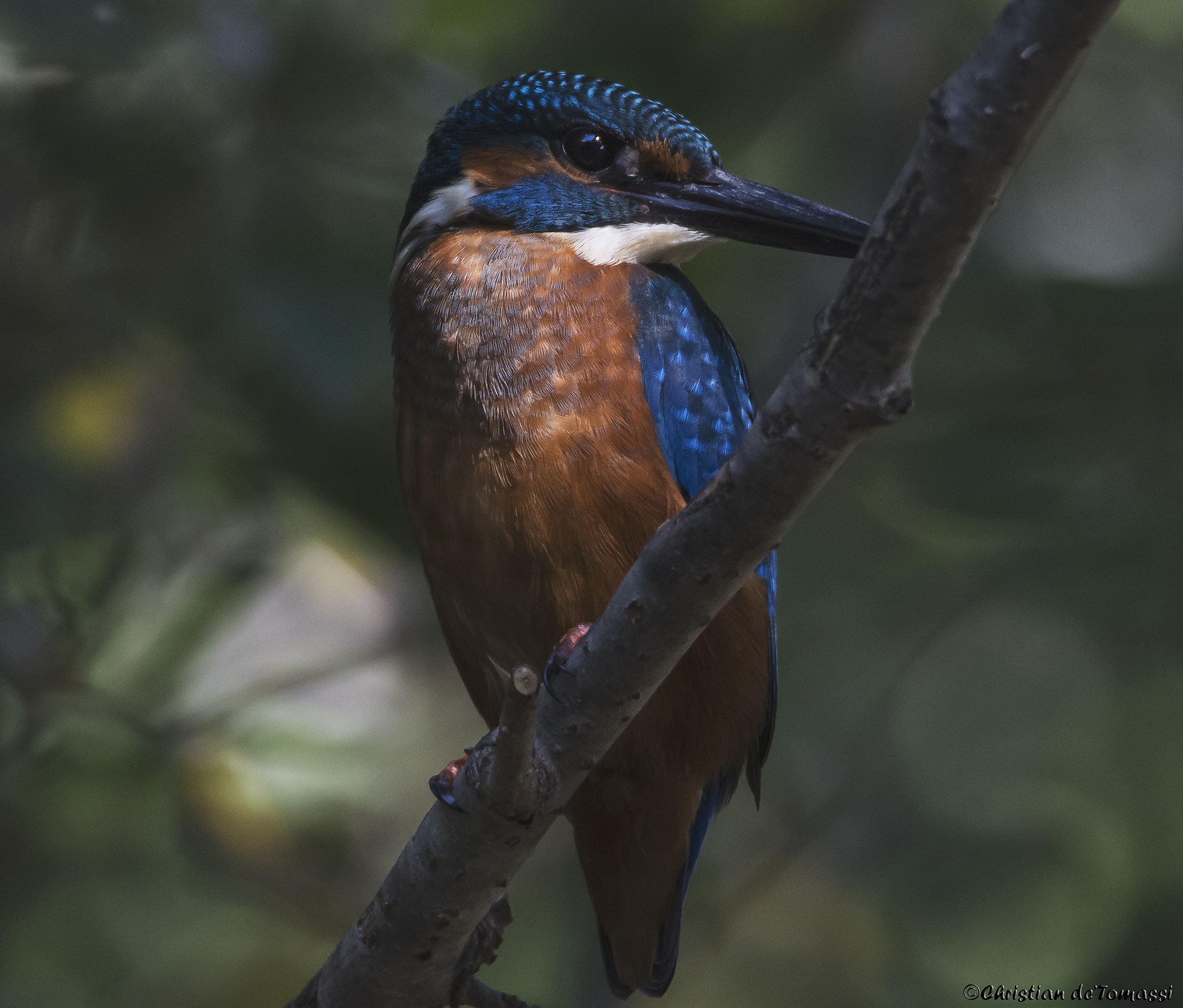Kingfisher