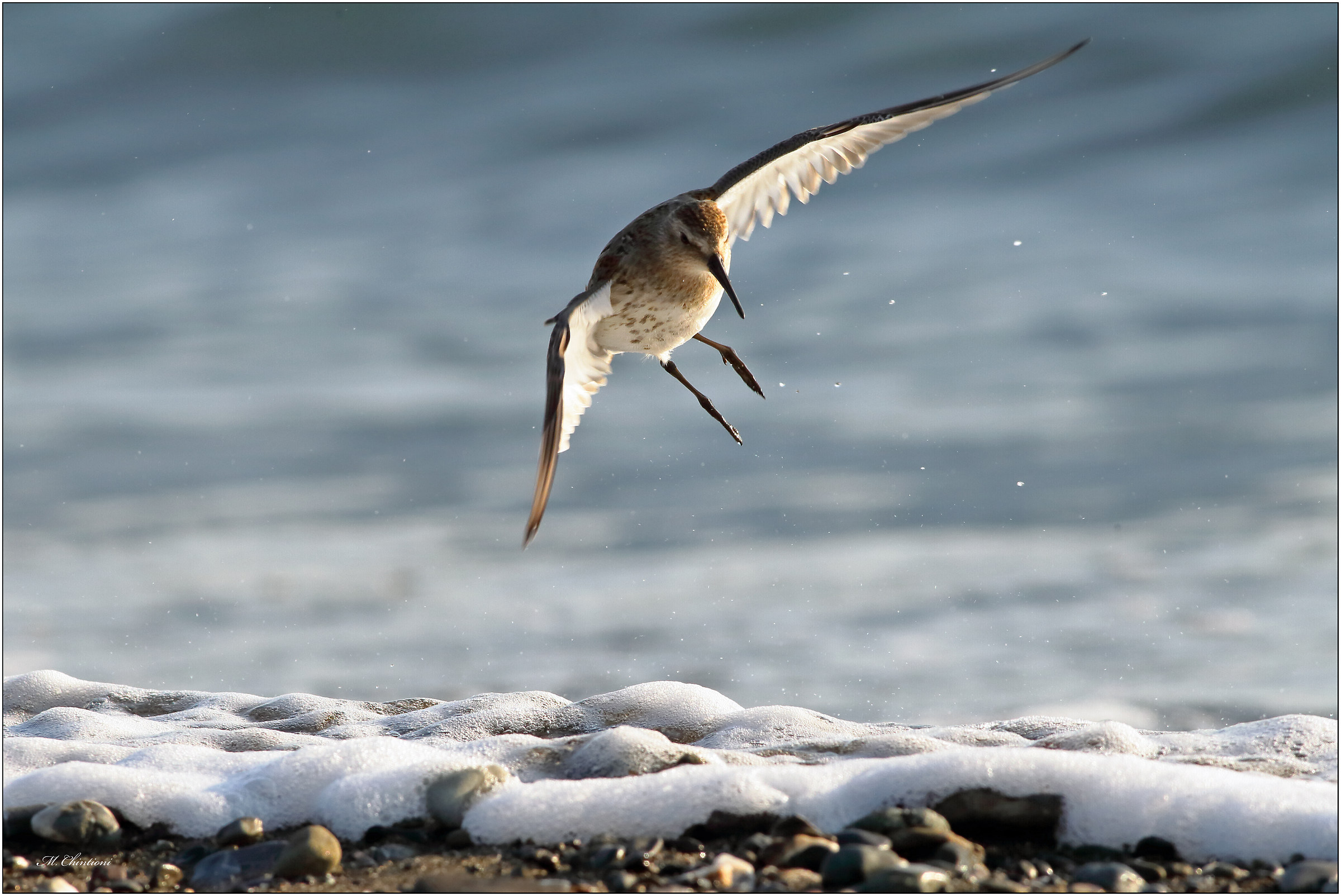 "The Landing"-Octopus Pancianera