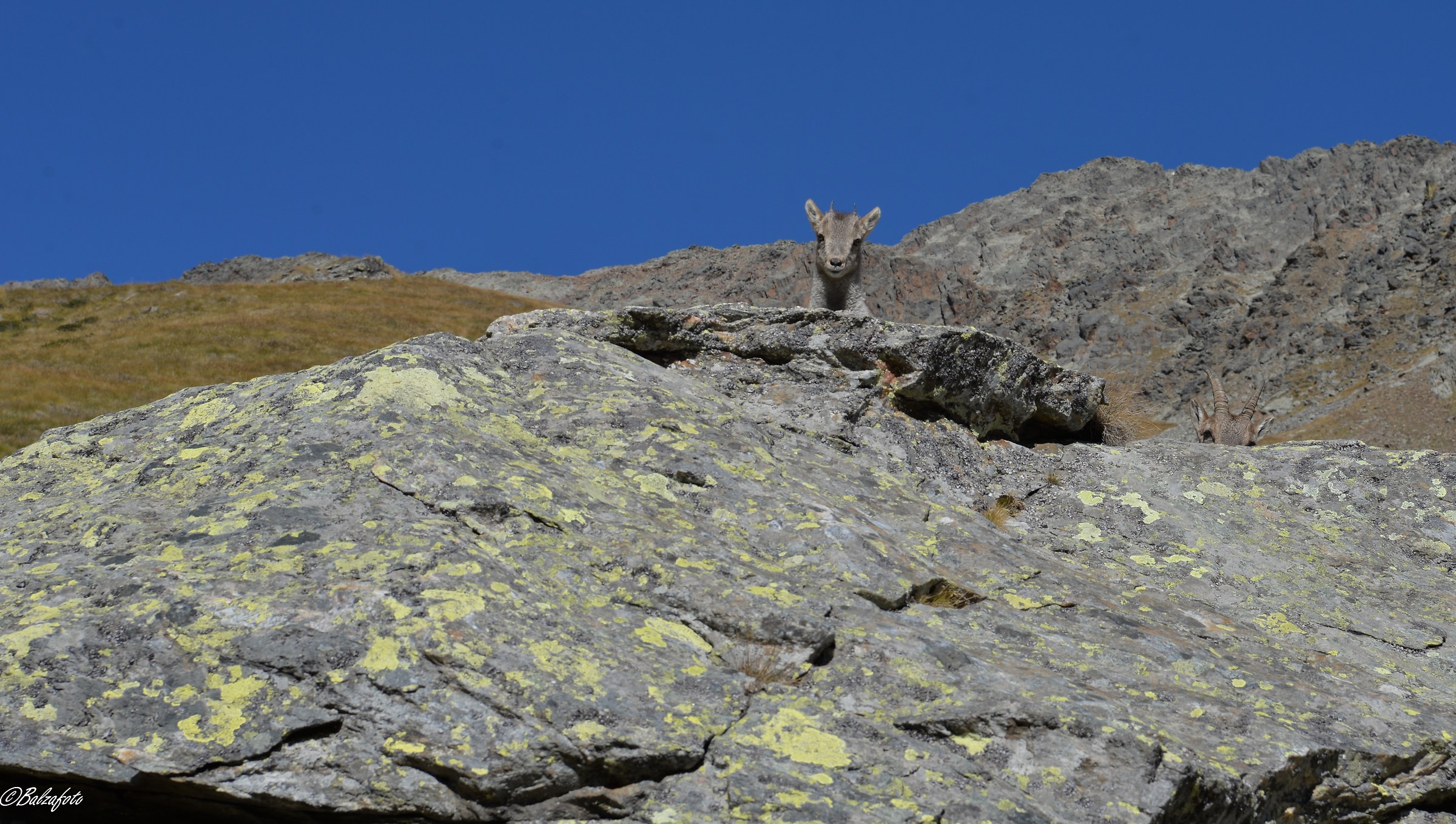 Female of Ibex with small