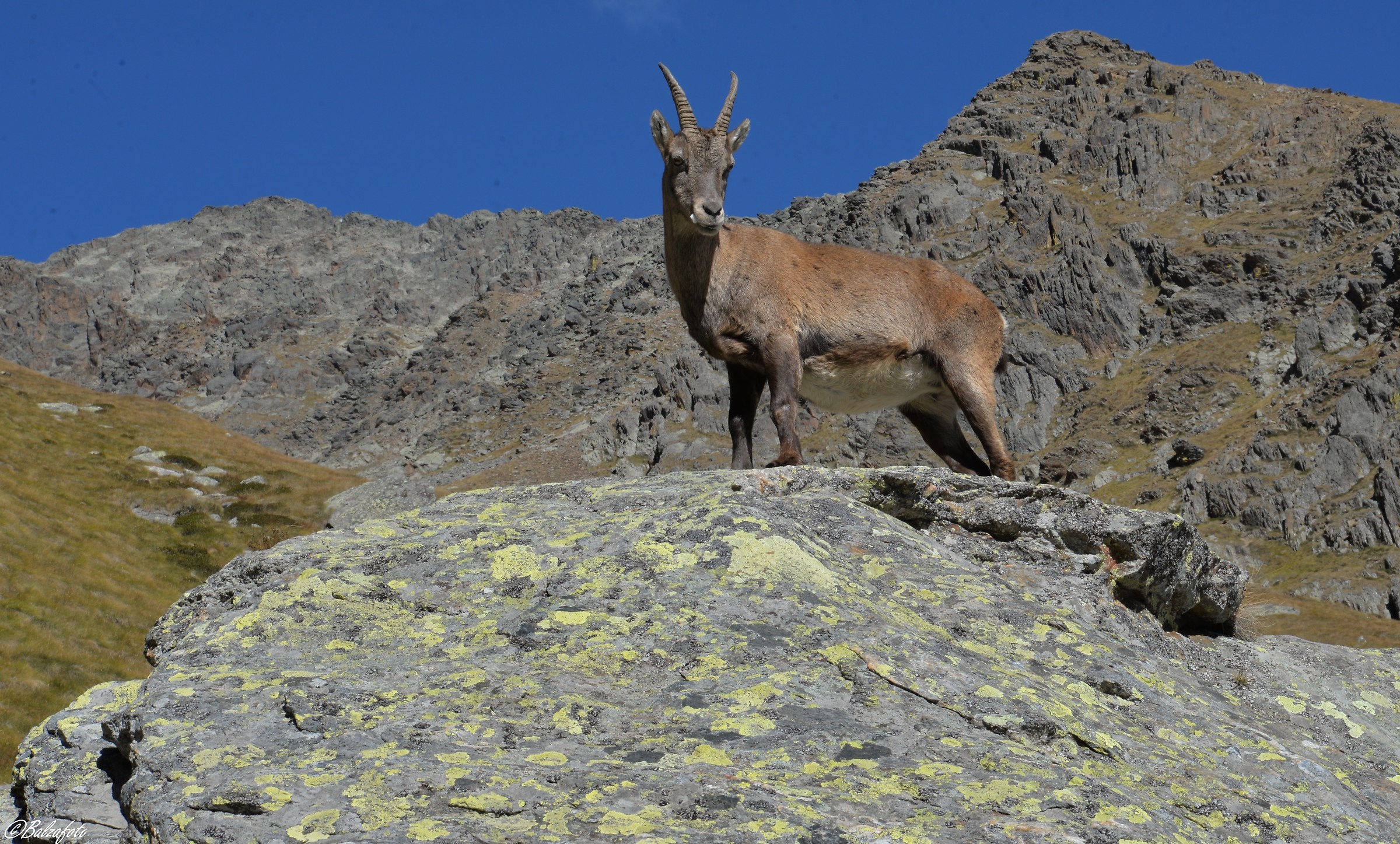 Female of Ibex