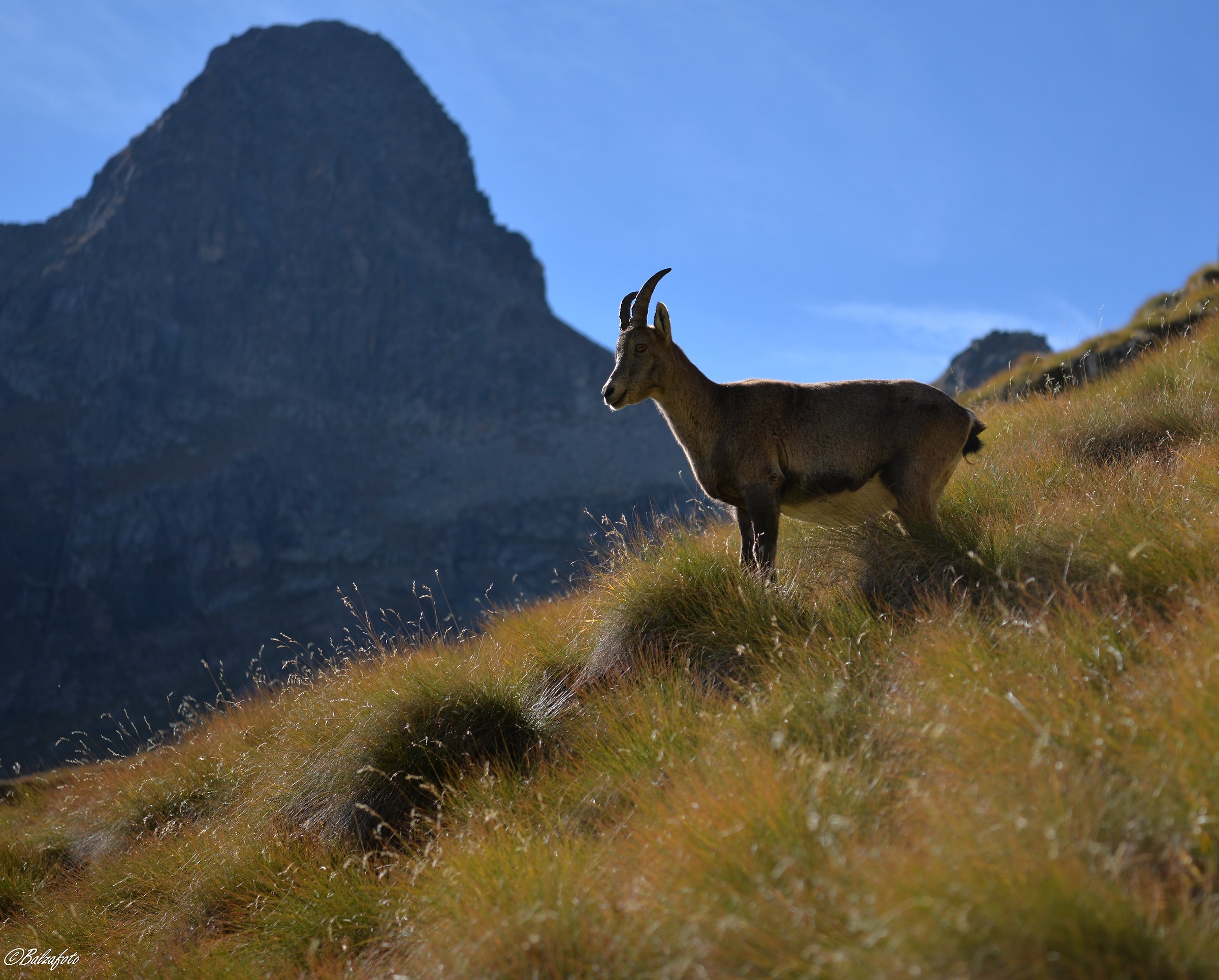 Female of Ibex