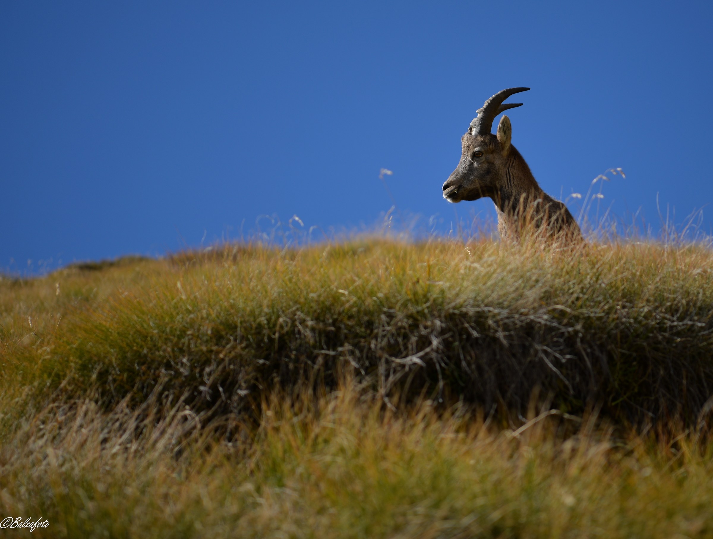 Female of Ibex