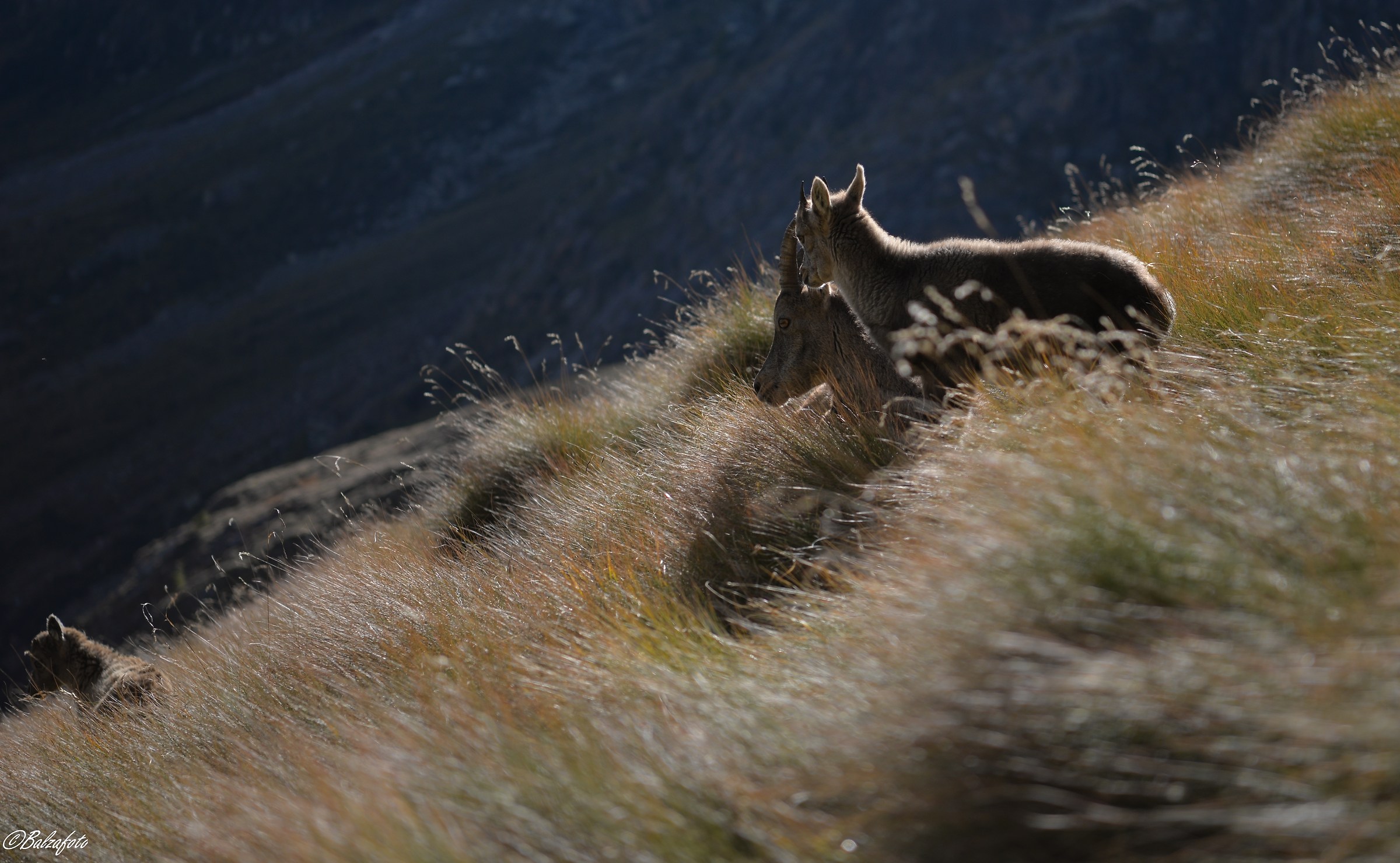Female of Ibex and small
