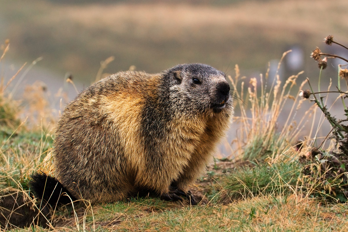Marmot