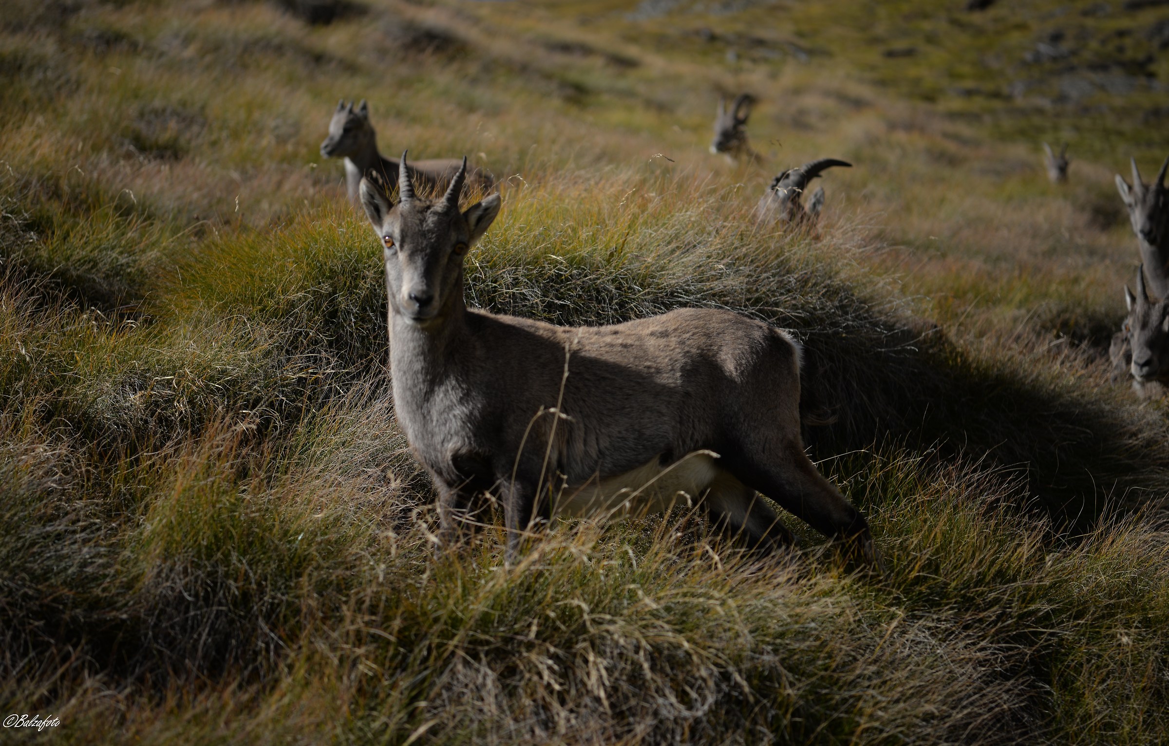 Small of Ibex during weaning