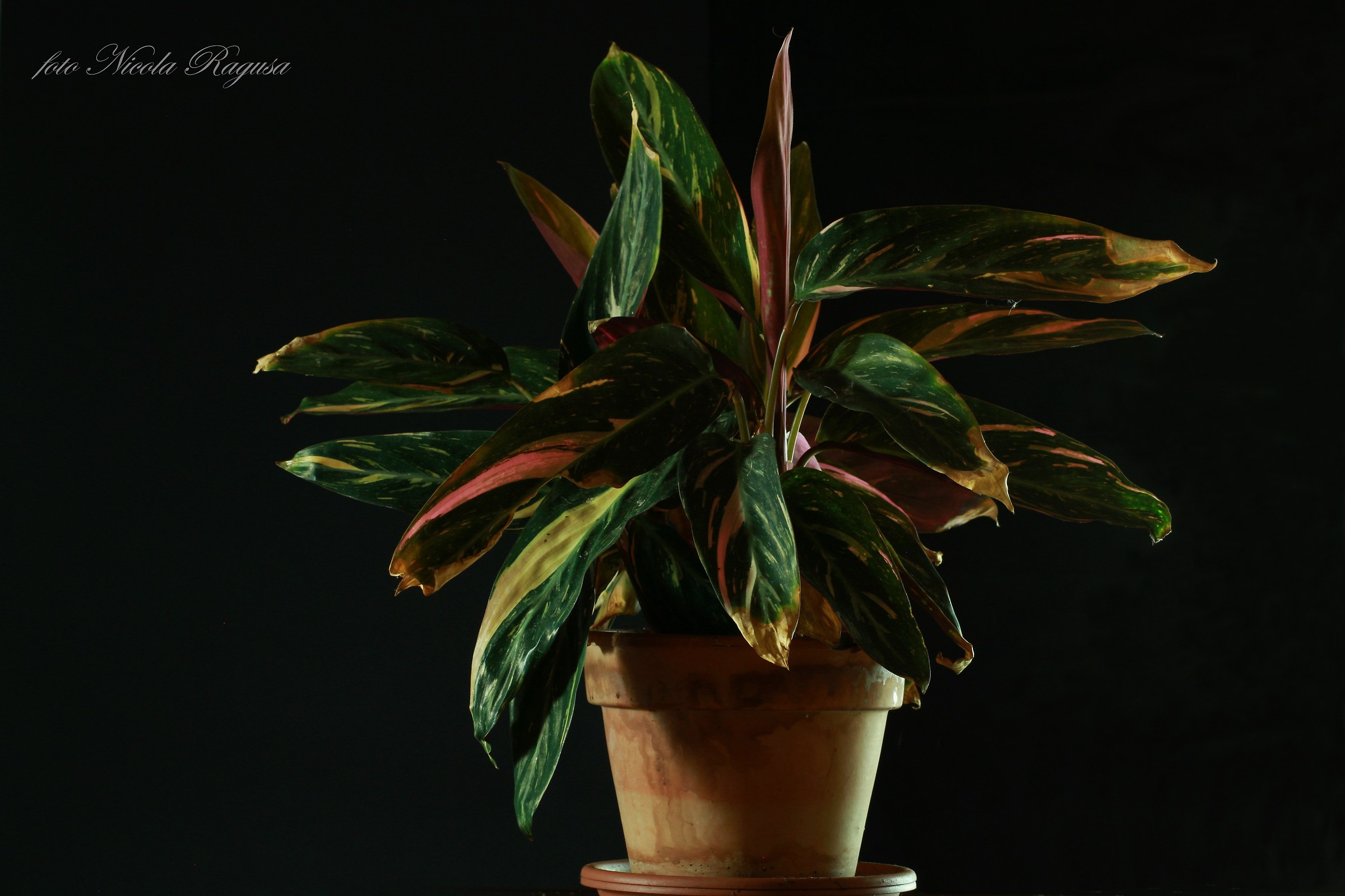 Calathea Magicstar