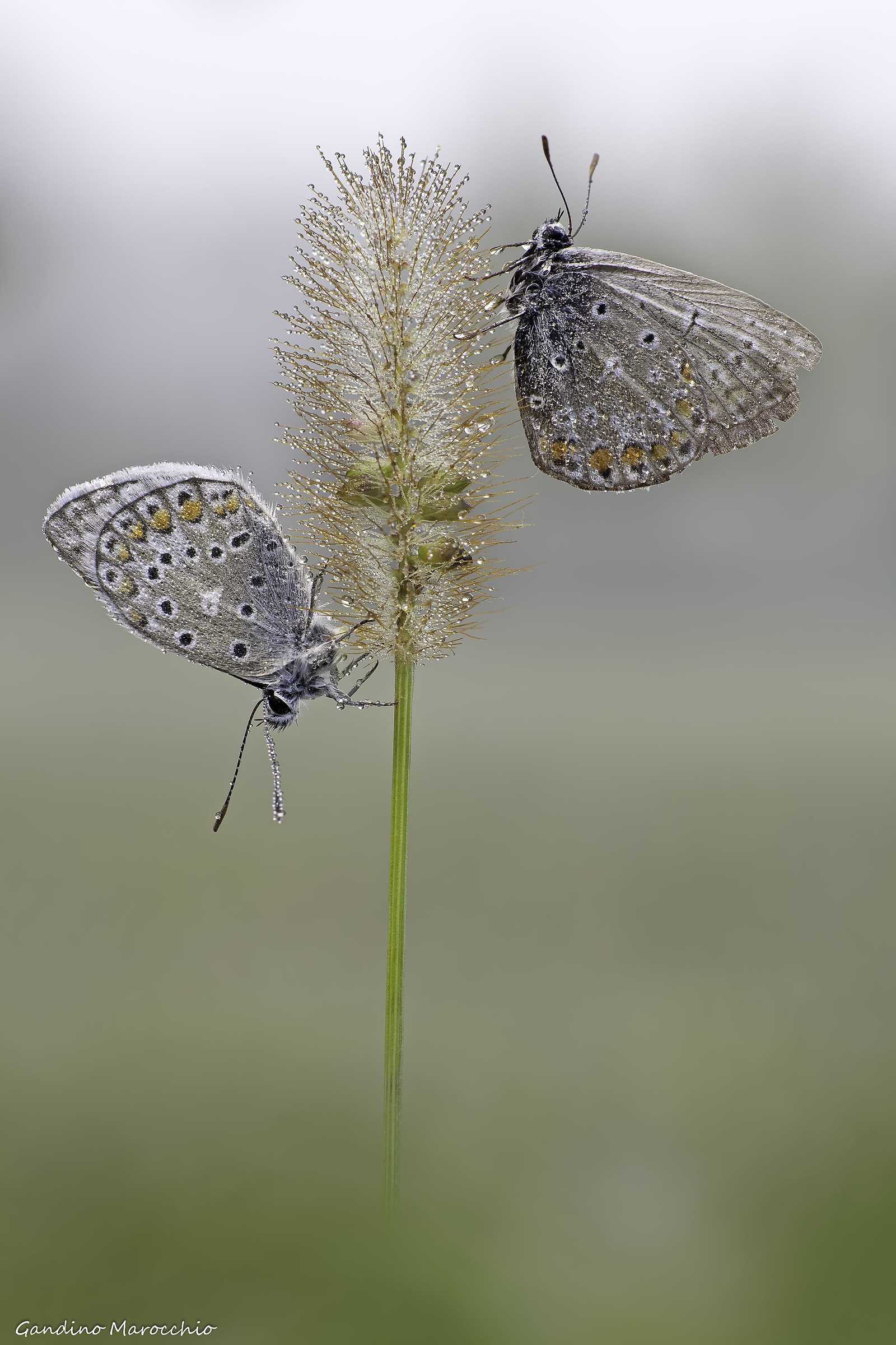 Nebbie d'autunno (licenidi)