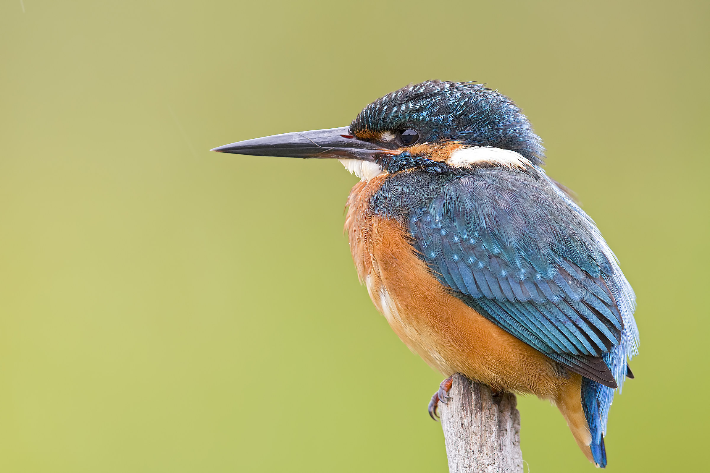 Alcedo atthis