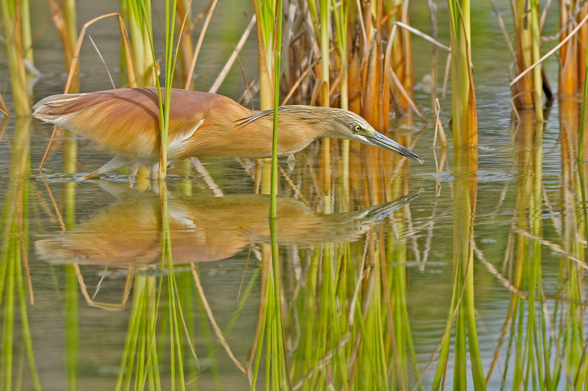 Squacco (Ardeola ralloide)