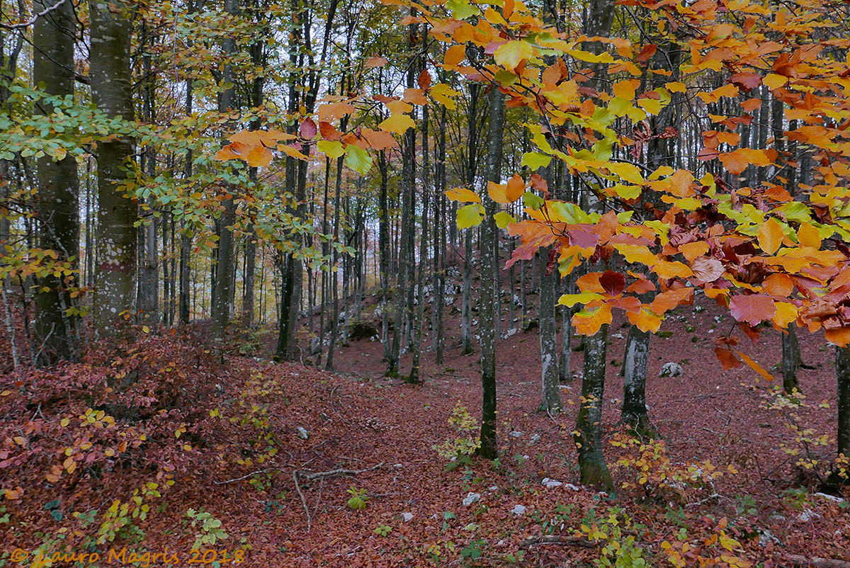 Campionario di colori