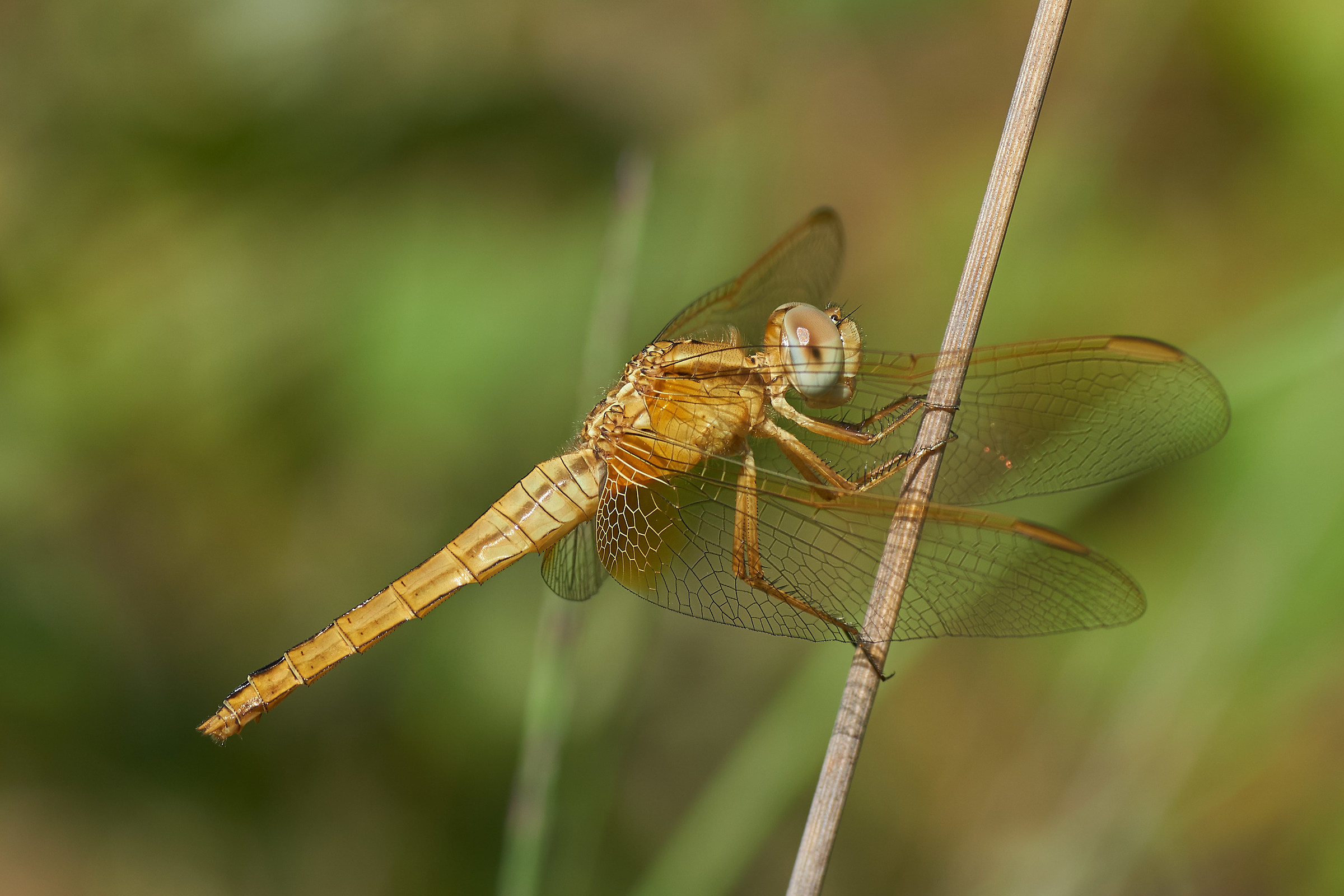 Dragonfly