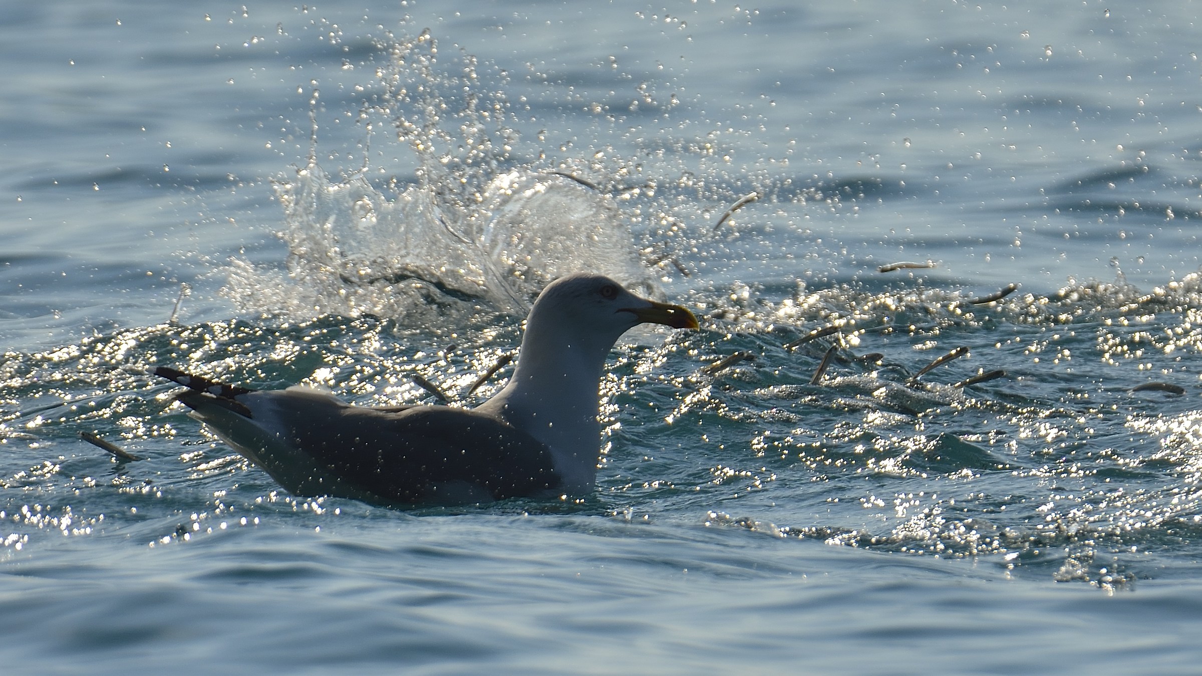 Seagull Fishing