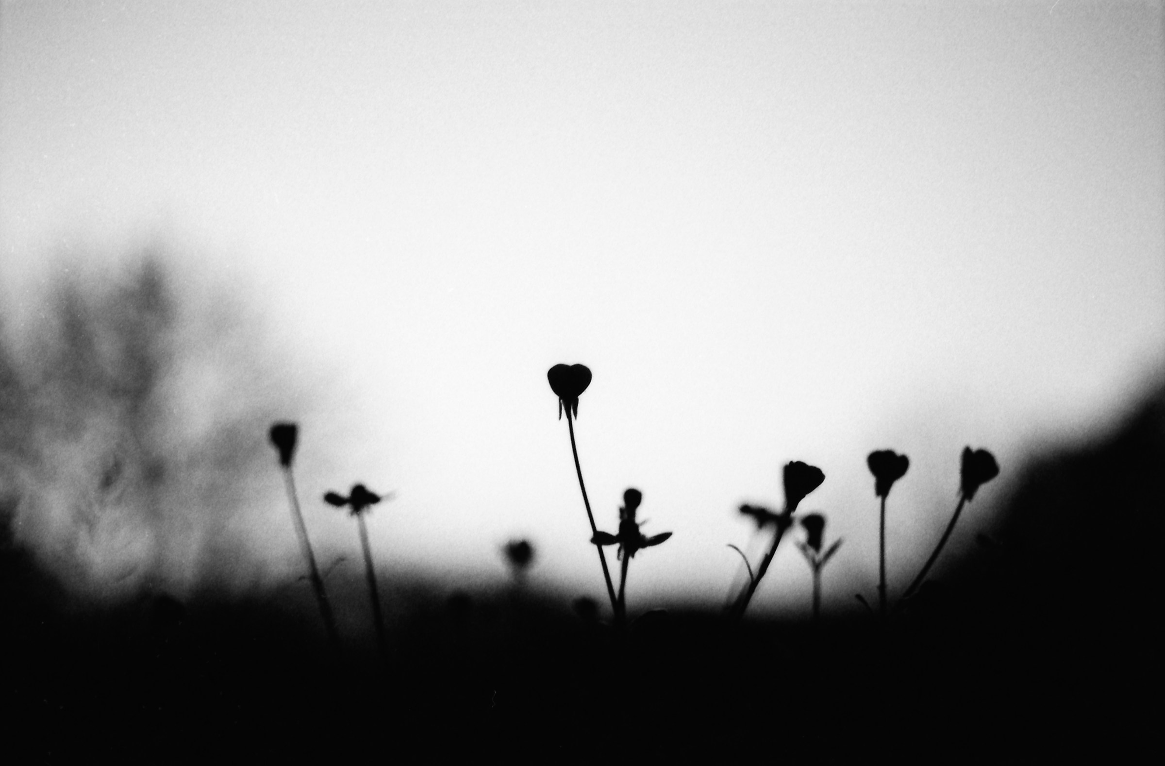Silhouette di un fiore
