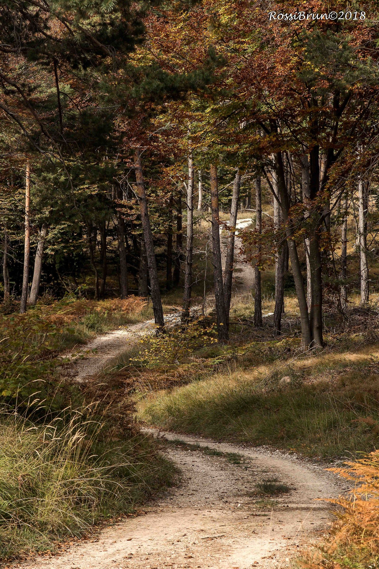 Come, there's a road in the woods...