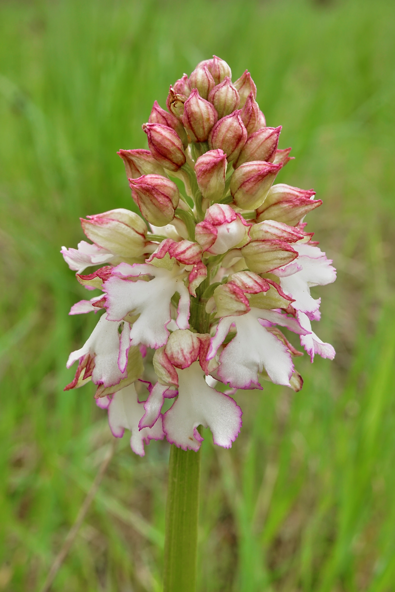 Orchis purpurea