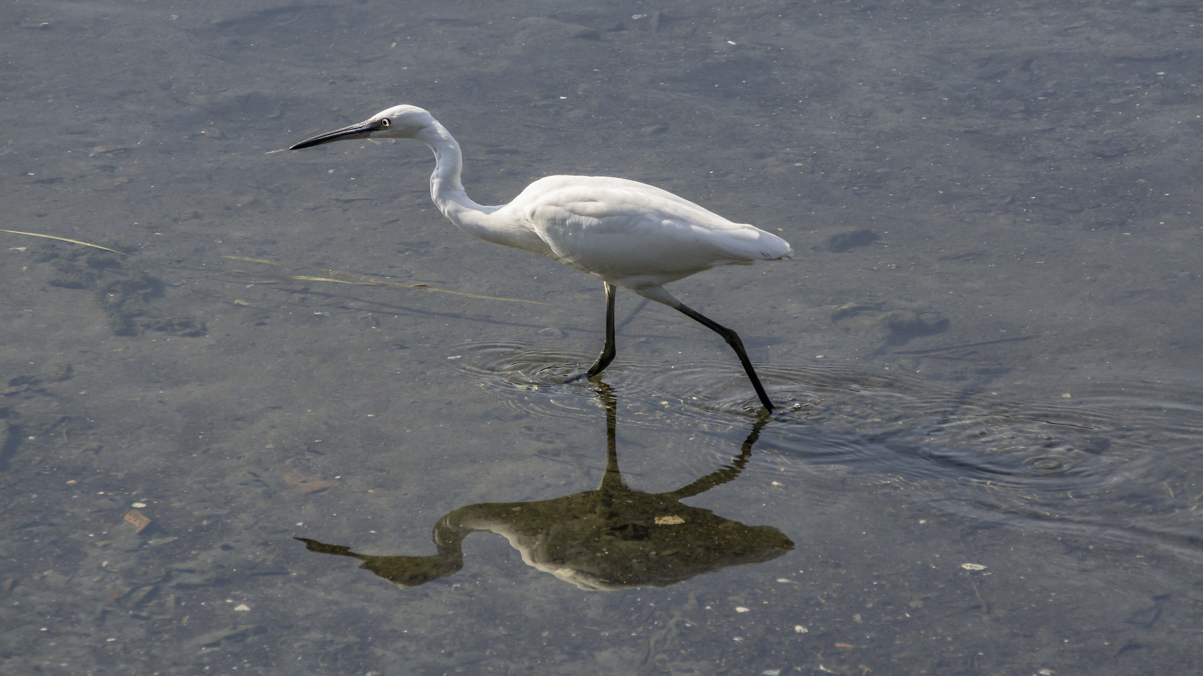 Egret