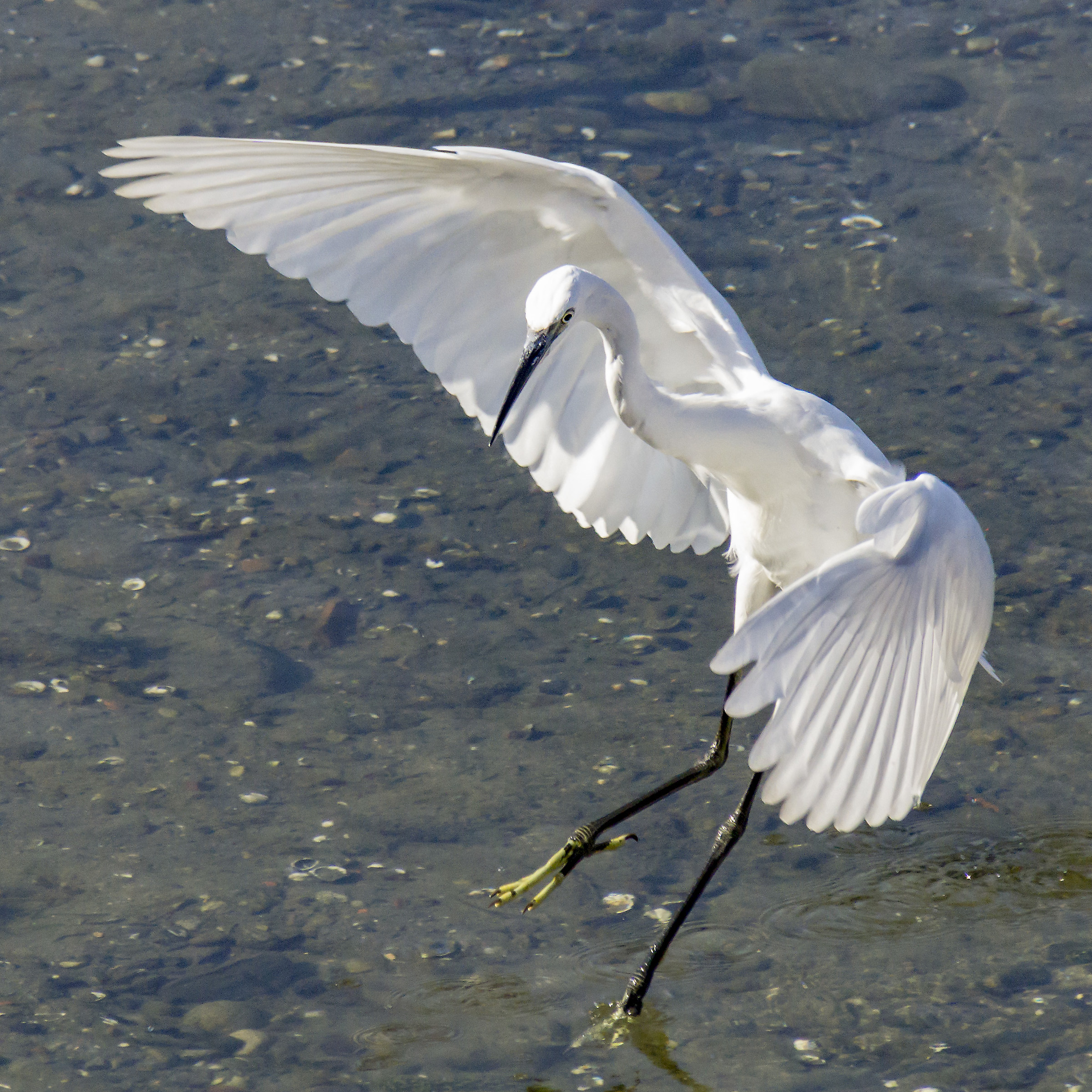 Egret