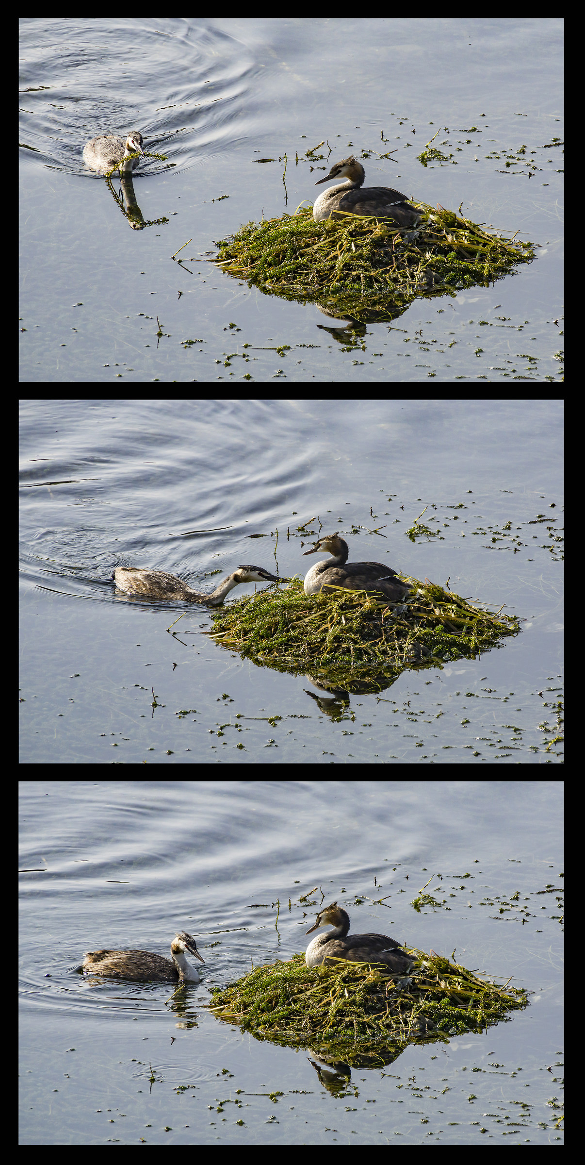 Svassi in the Floating nest