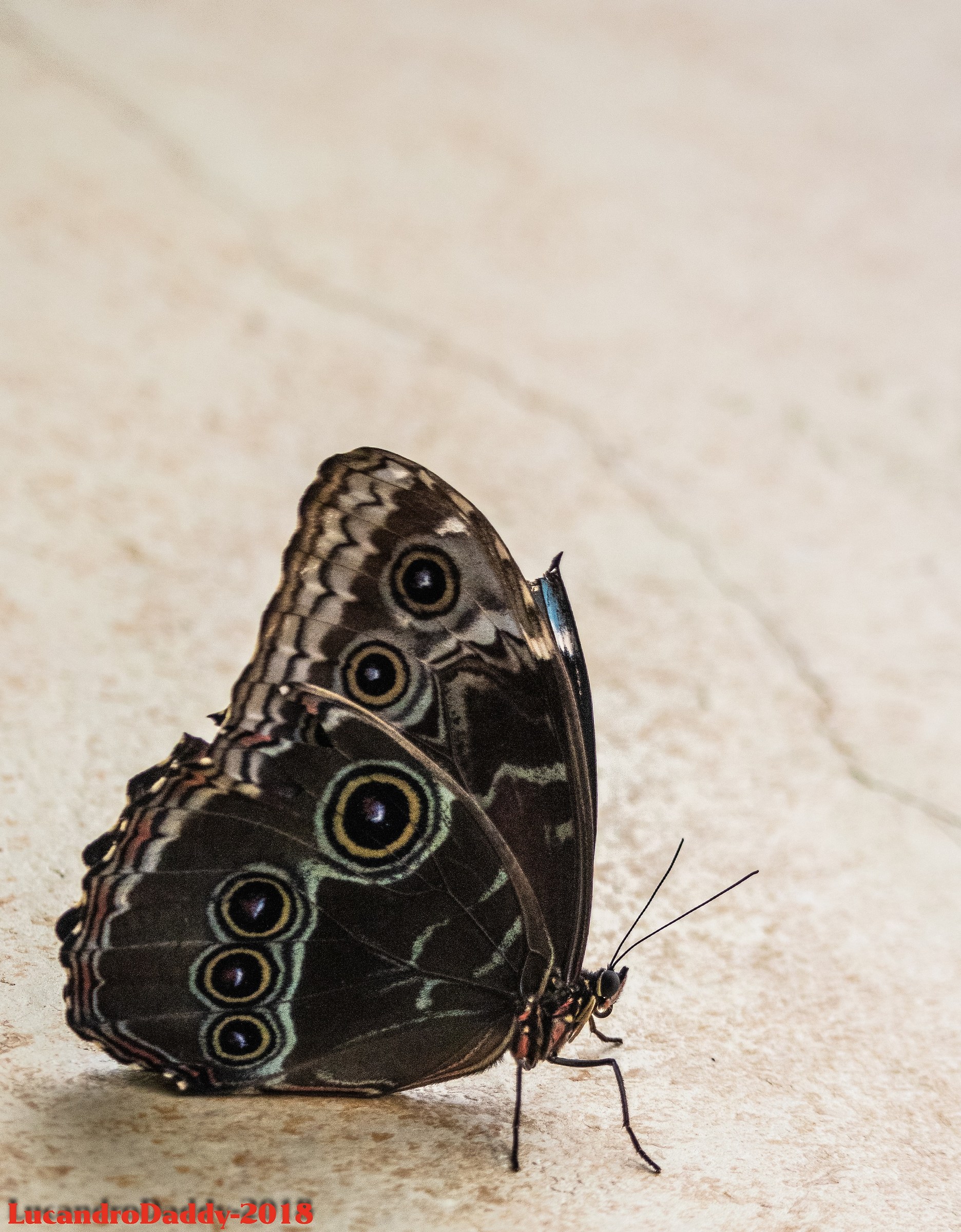 Nel regno delle farfalle