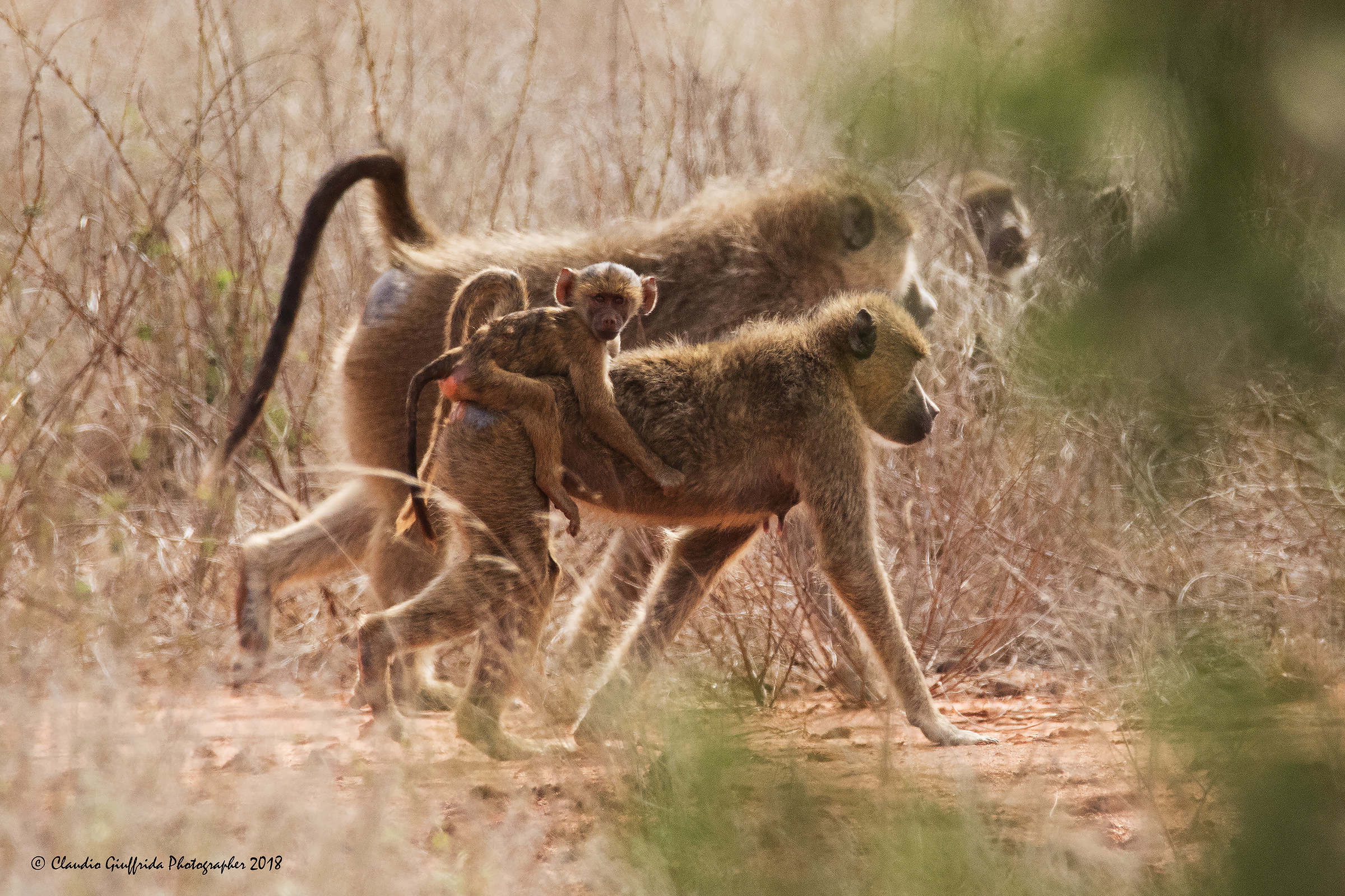 Family of baboons