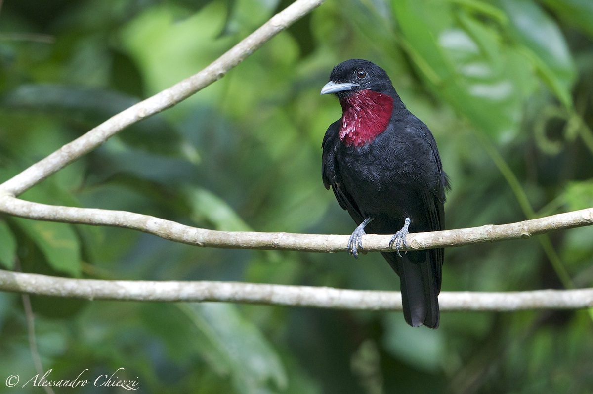 Cotinga golaporpurea