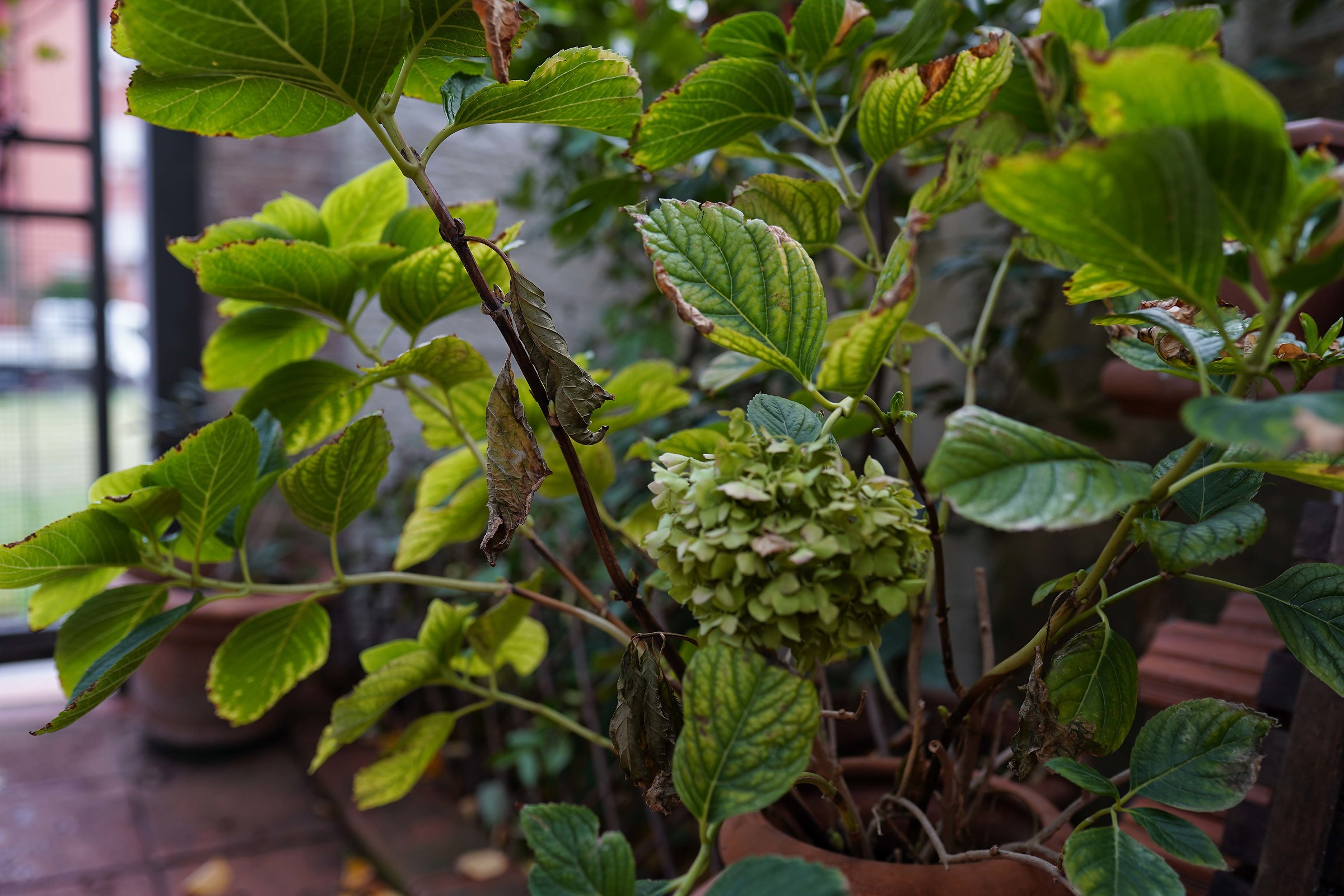 Prova nuova Sony A7III+35mm Art sigma