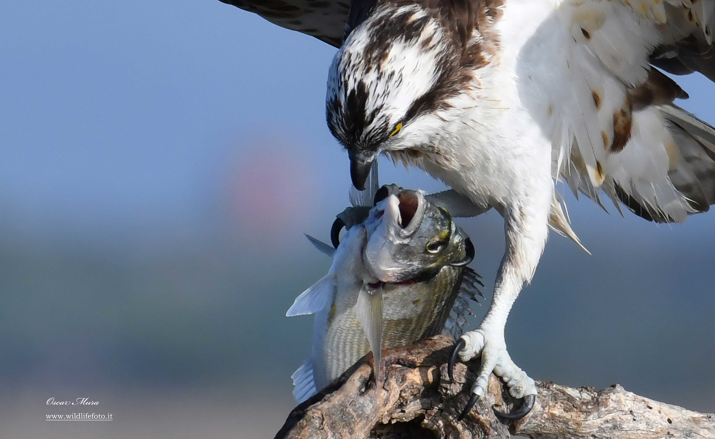 Falco Pescatore, Osprey