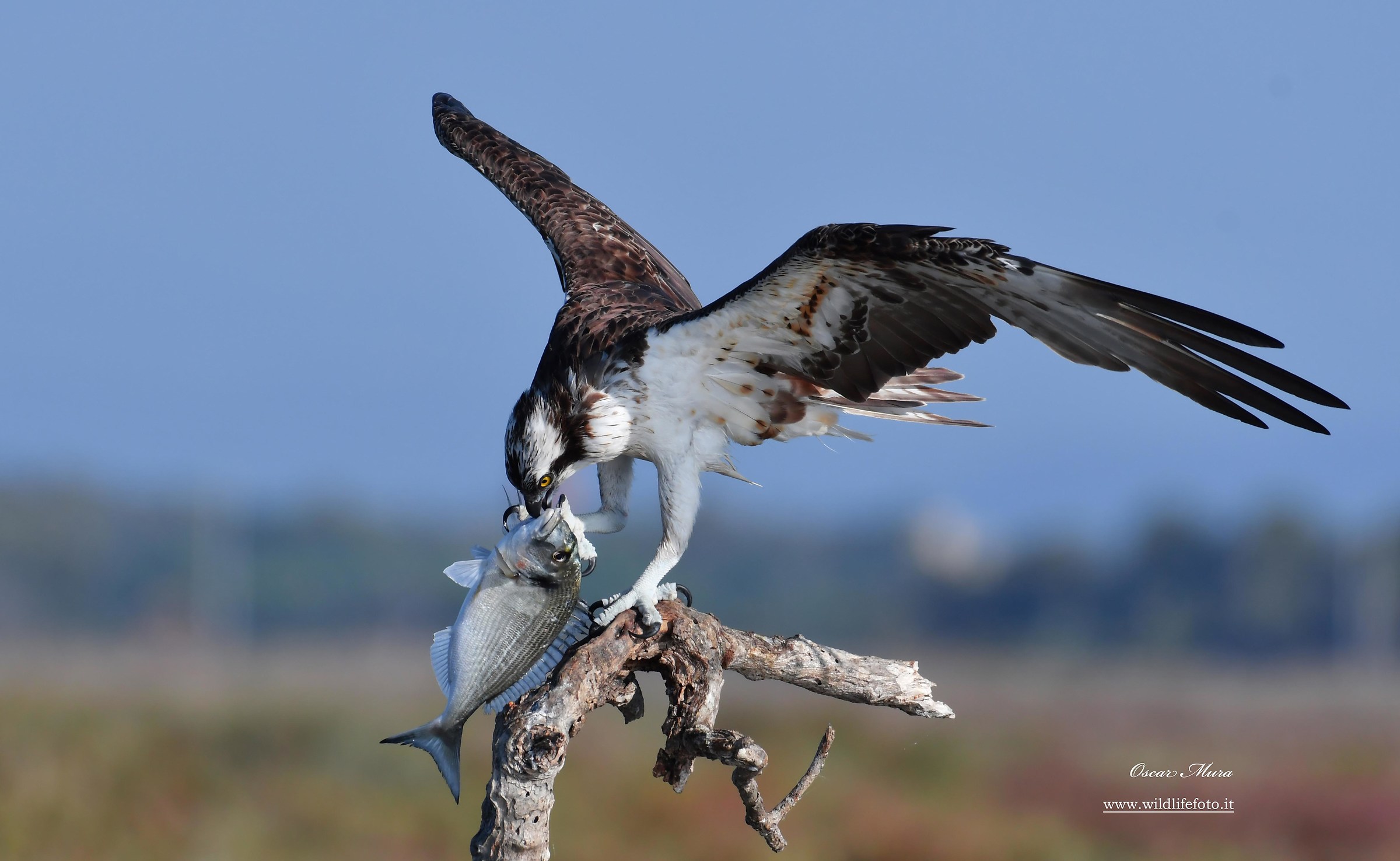 Falco Pescatore, Osprey