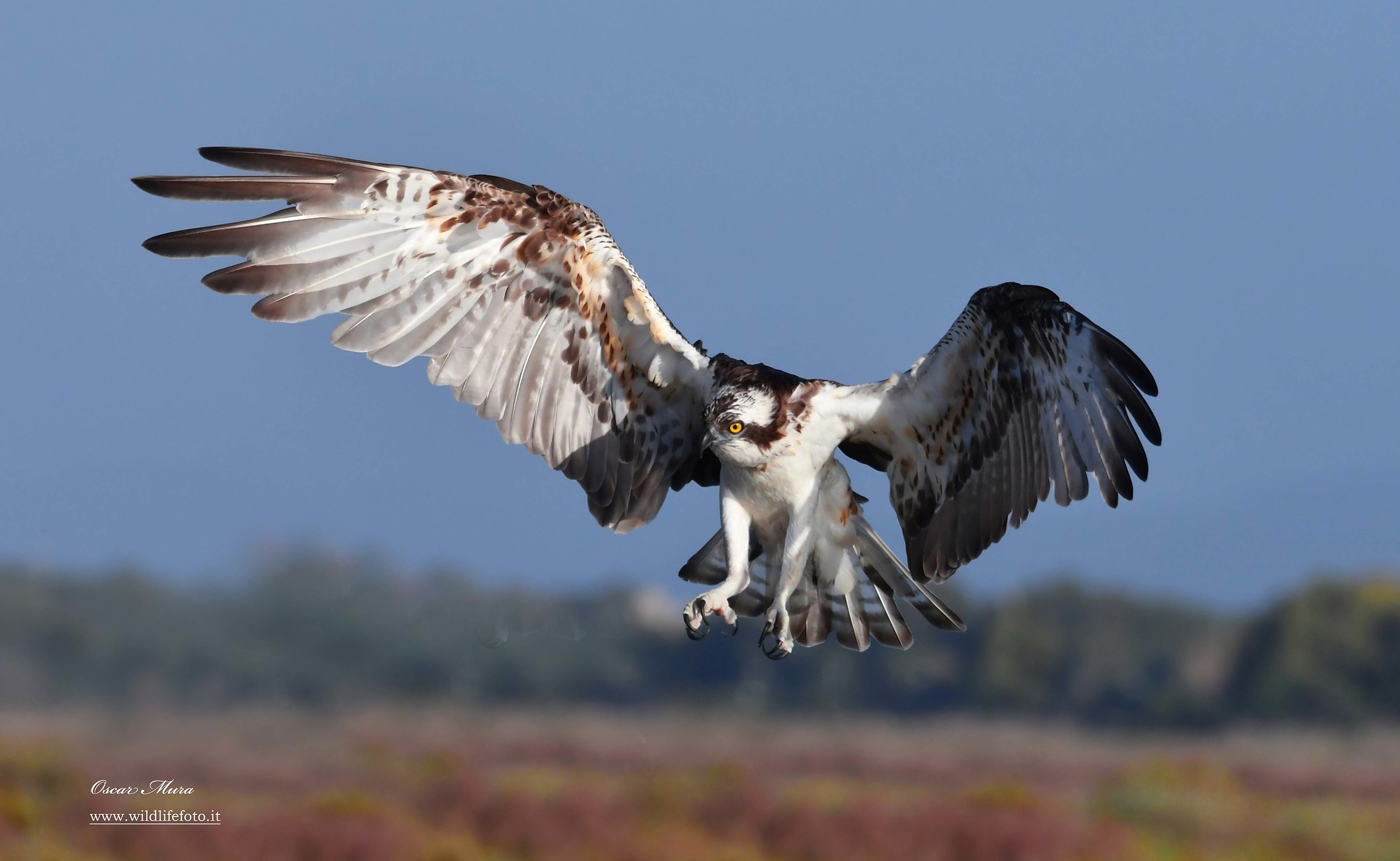 Falco Pescatore, Osprey