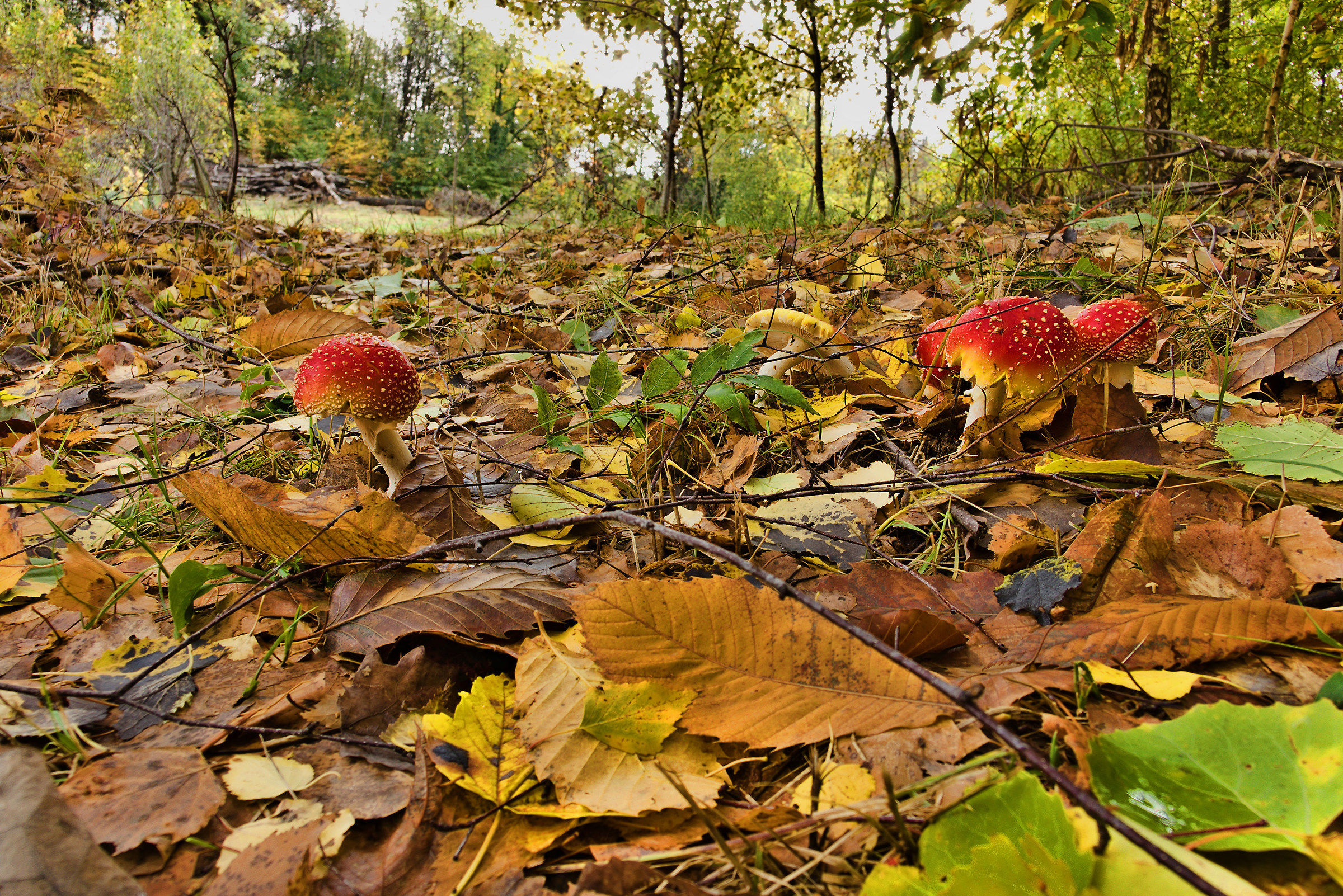 Amanite muscarie in gruppo