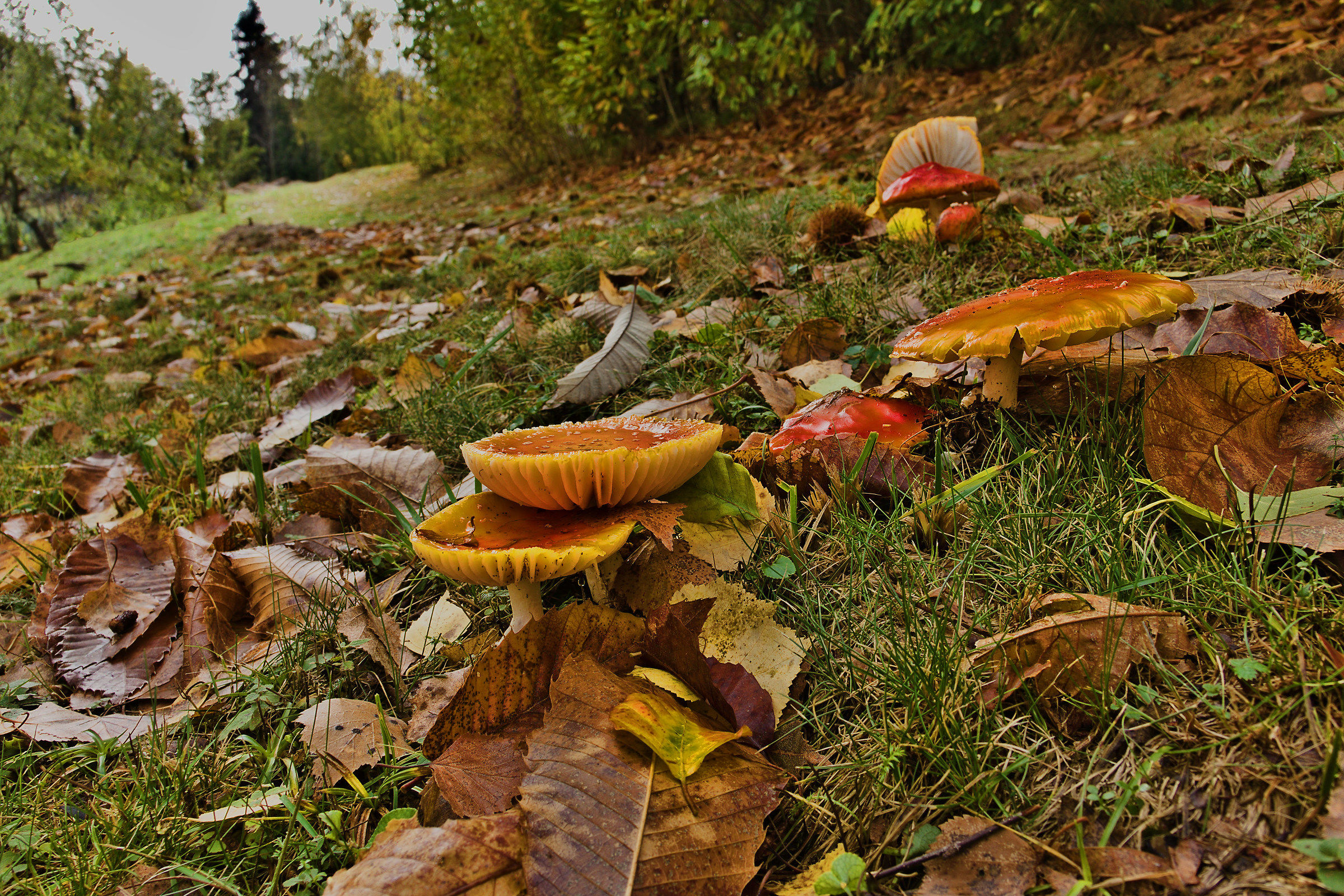 Amanite Muscarie in Group