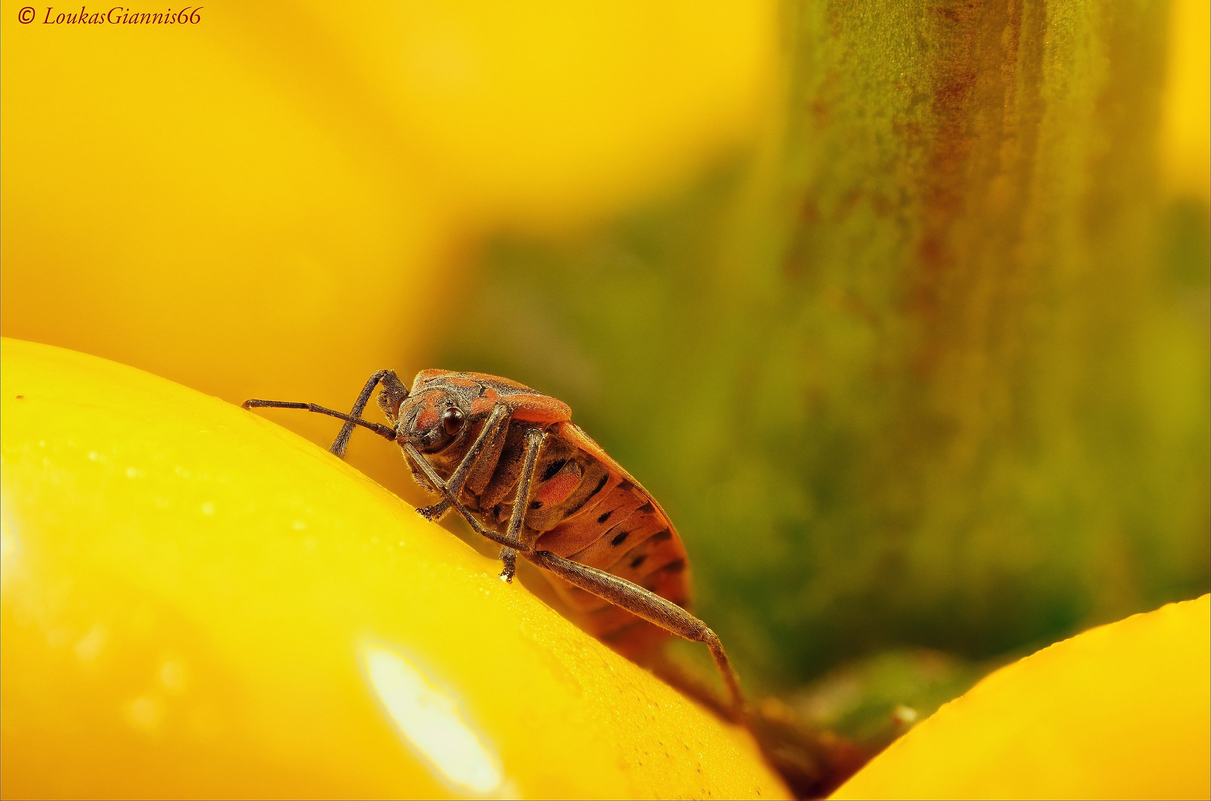 Spilostethus pandurus